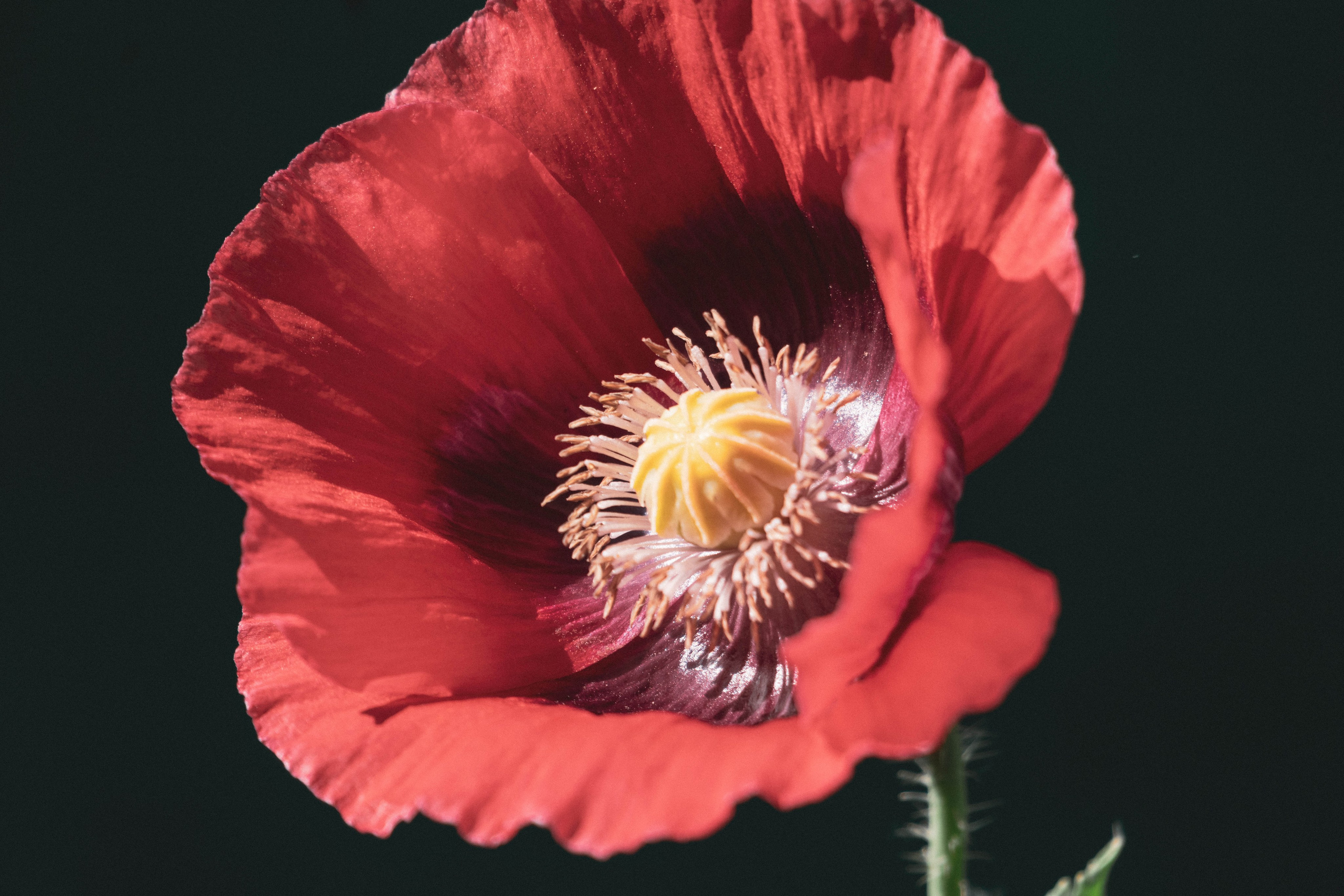 Bocetos. Alba del Norte Studio