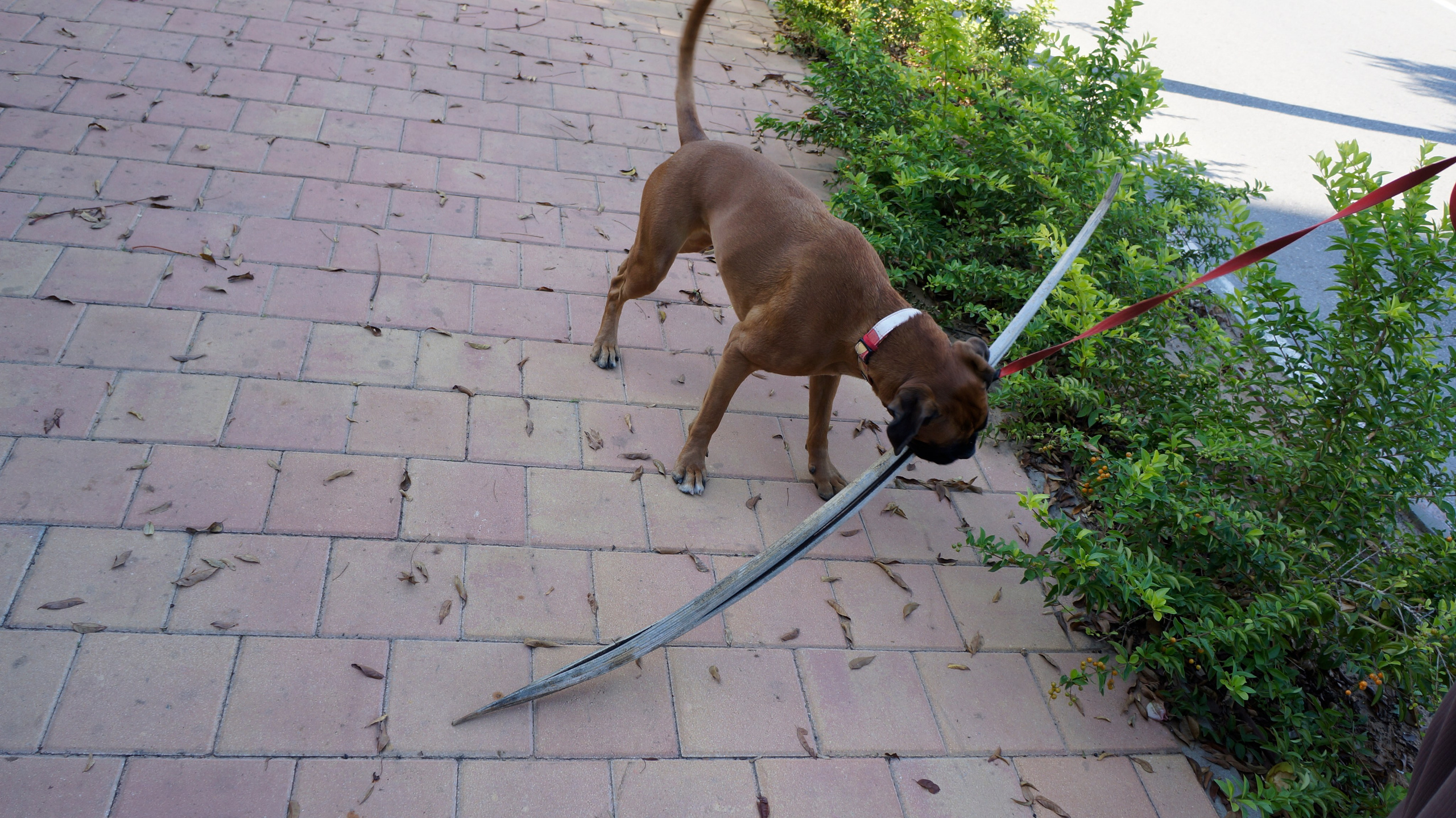 My ״Star״ Boxer Dog