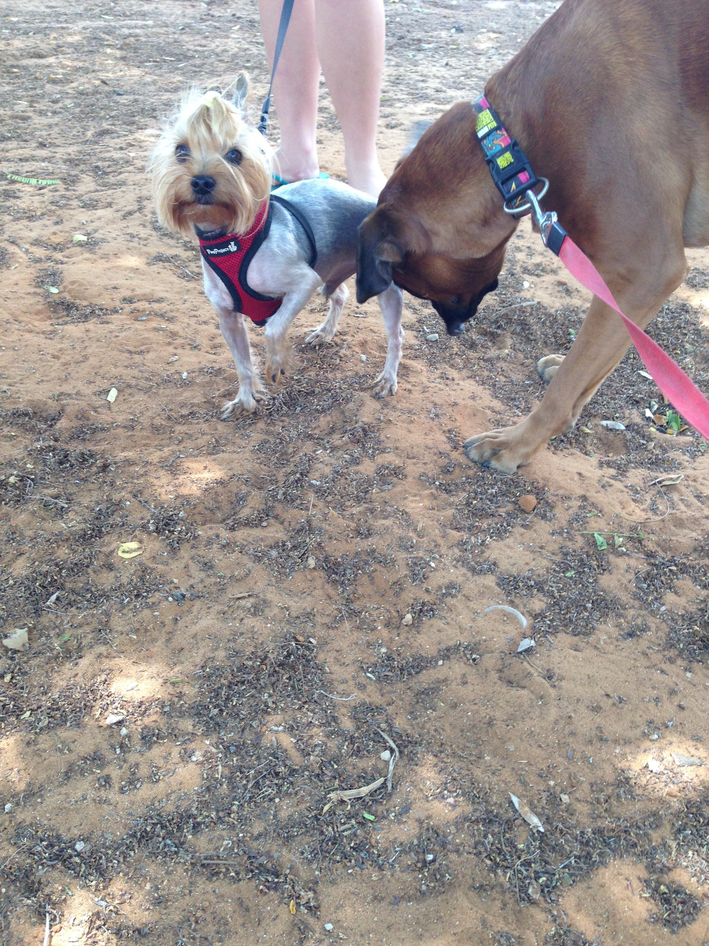 My ״Star״ Boxer Dog