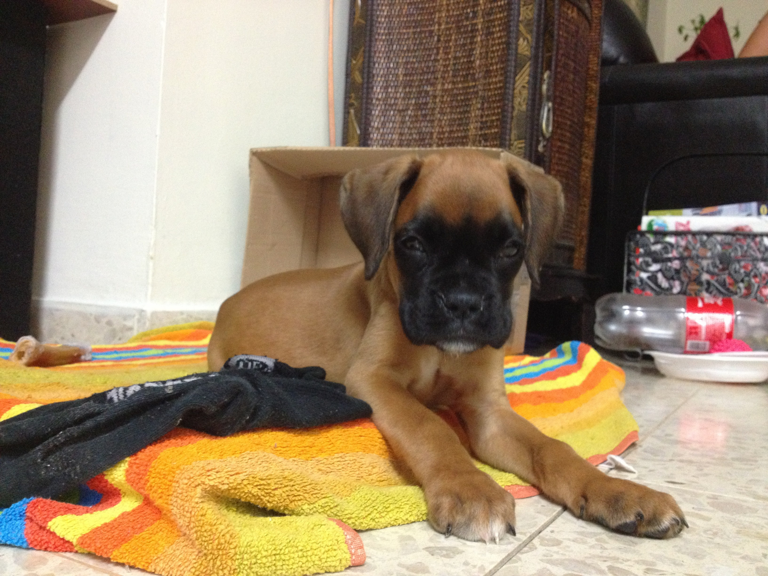 My ״Star״ Boxer Dog