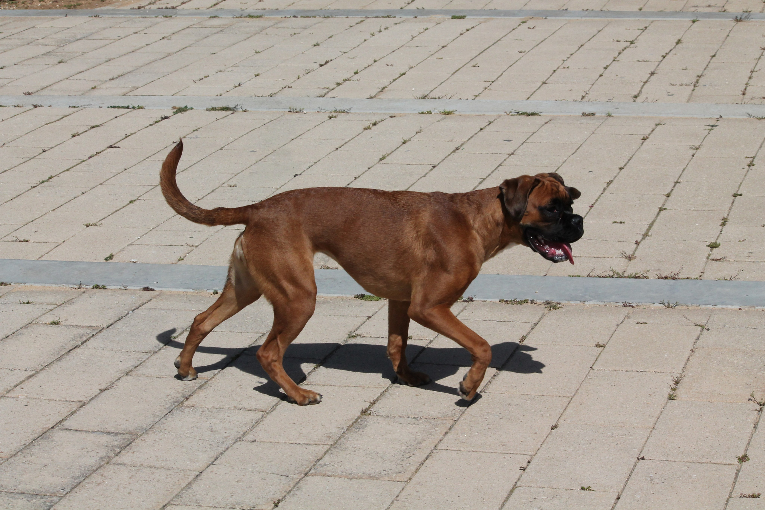 My ״Star״ Boxer Dog