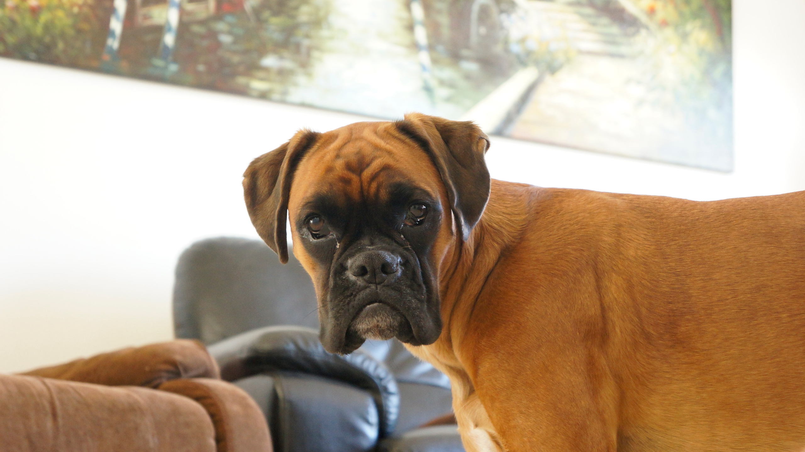 My ״Star״ Boxer Dog