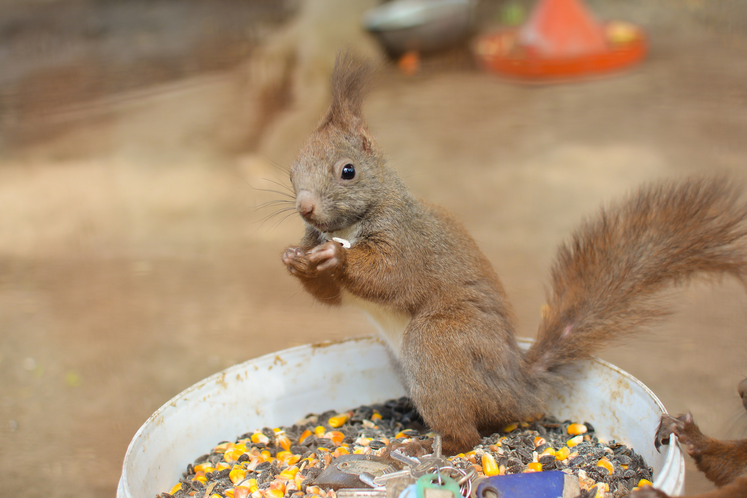 ~Animale si alte vietati~. Andreea Ivan art-Fotograf Constanta, Fotograf profesionist Constanta, Fotograf de nunta Constanta, botez, sedinte foto cu tematica, portret