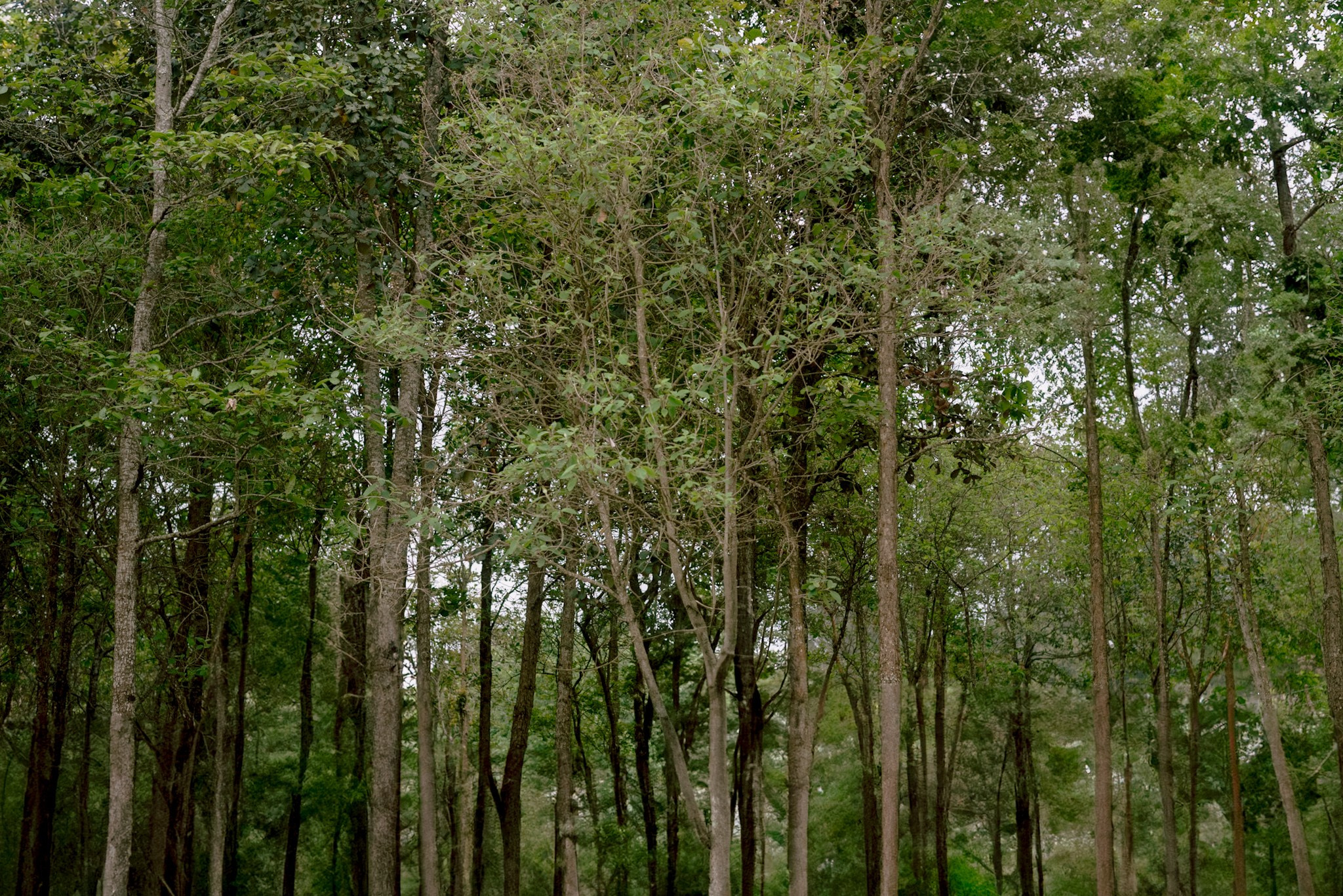 Bosques de San Cristóbal. 2025. Fotógrafo en Villahermosa | ERALPUCHE