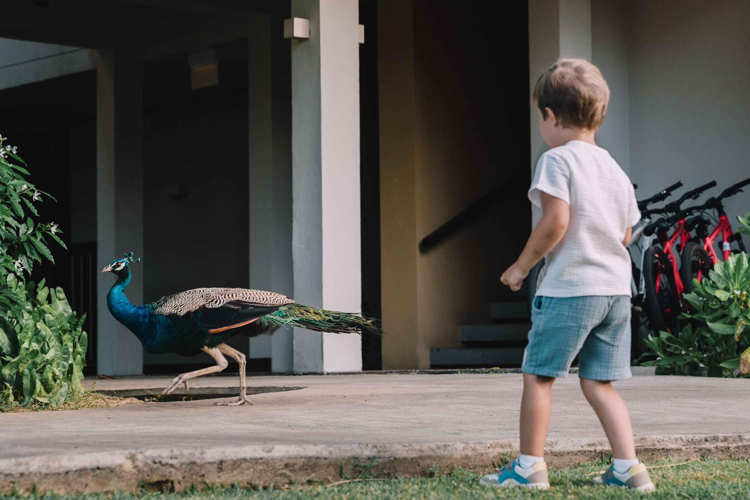 Boy trying to catch the peacock