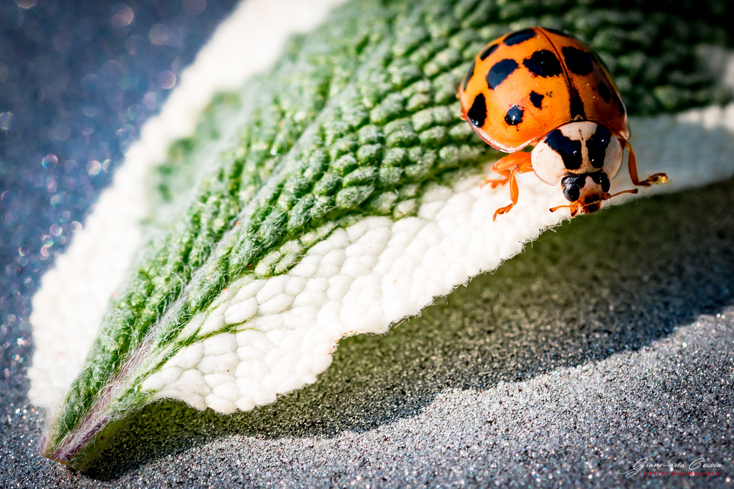 Insetti Simpatici. “Gianmaria Coscia fotografo per passione”