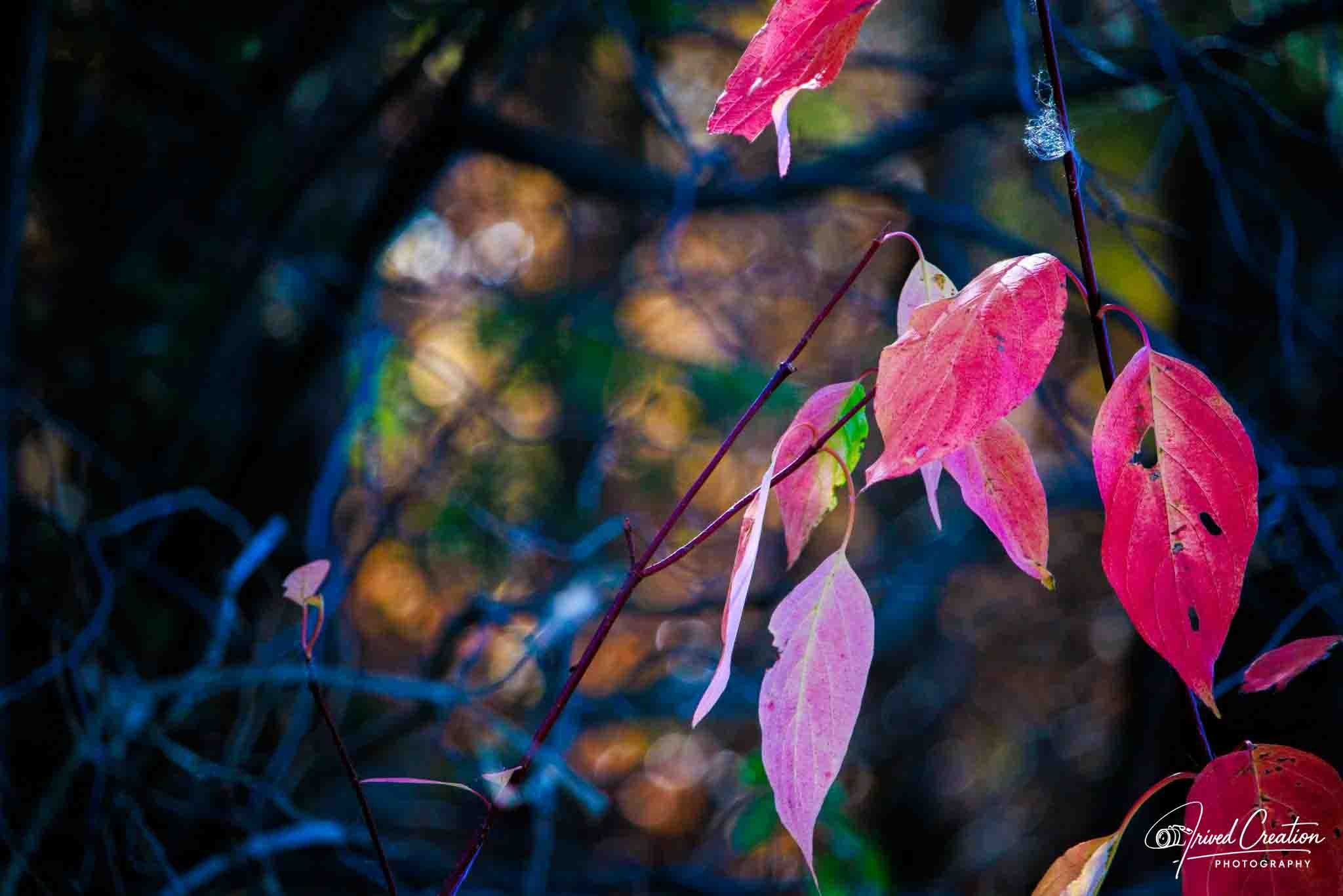 Landscape & Nature. Prived Creation