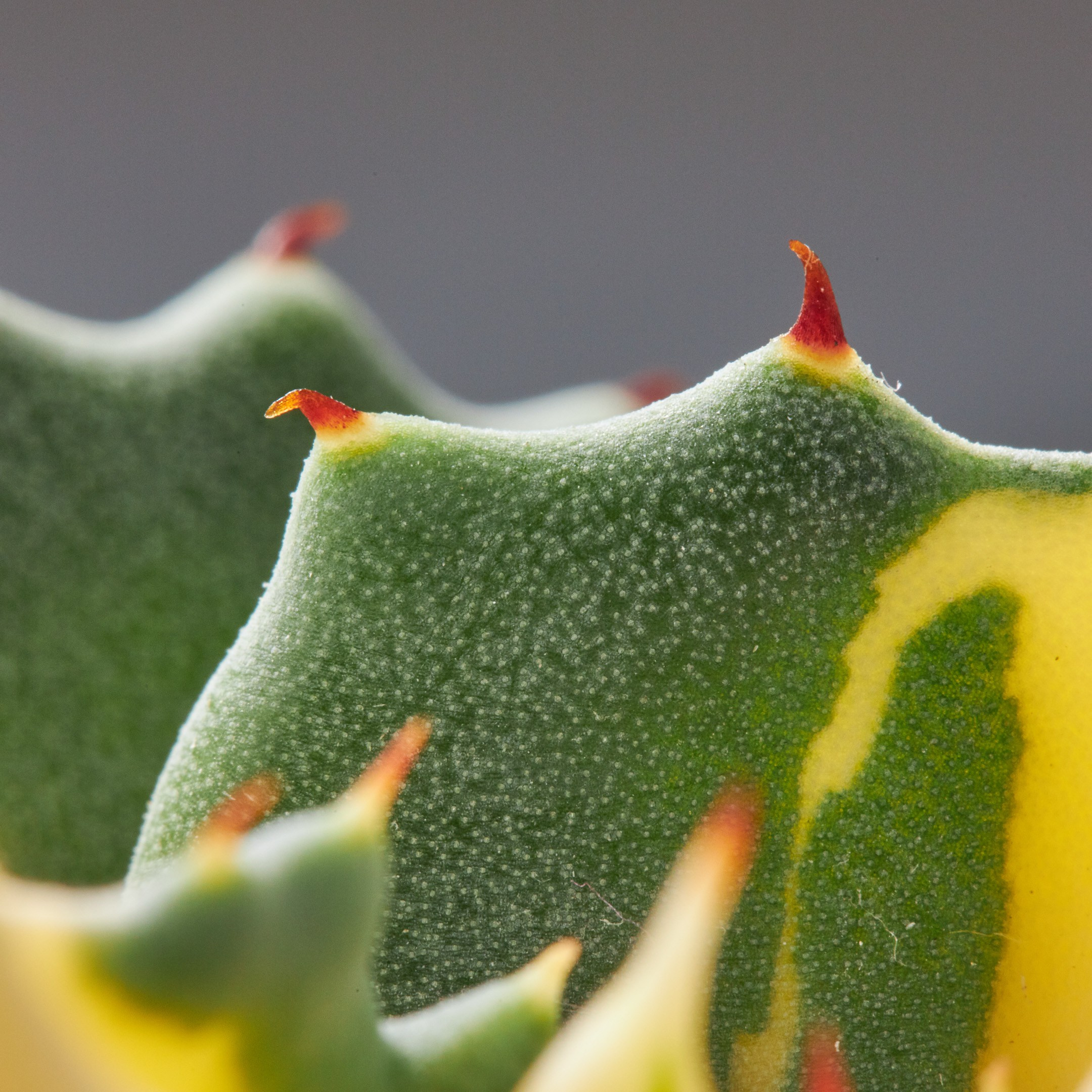 Decorative succulent macro closeup - photographer Andrey Dunin