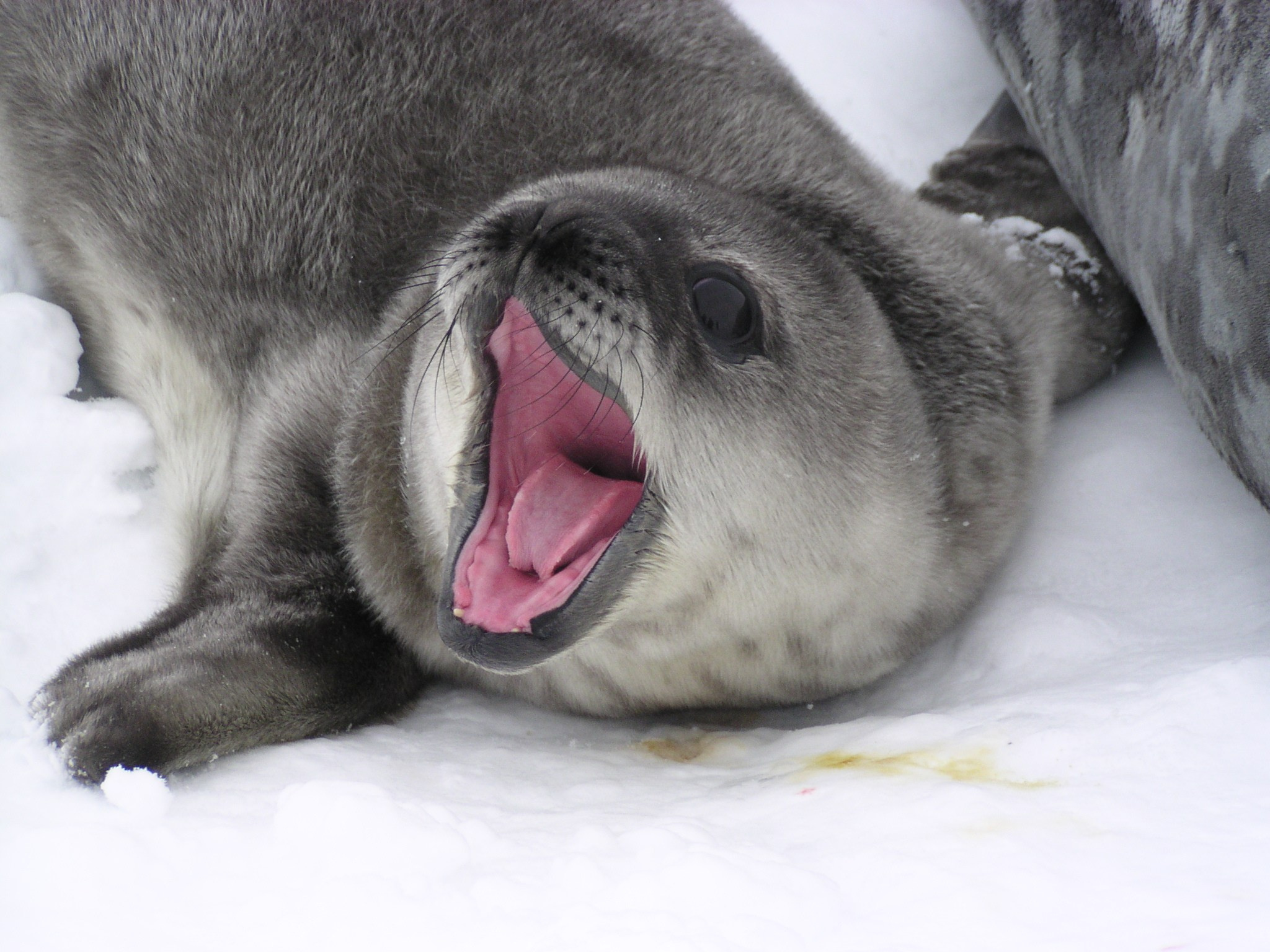 ANTARCTICA. Reportage concert portrait photography in the San Francisco Bay Area
