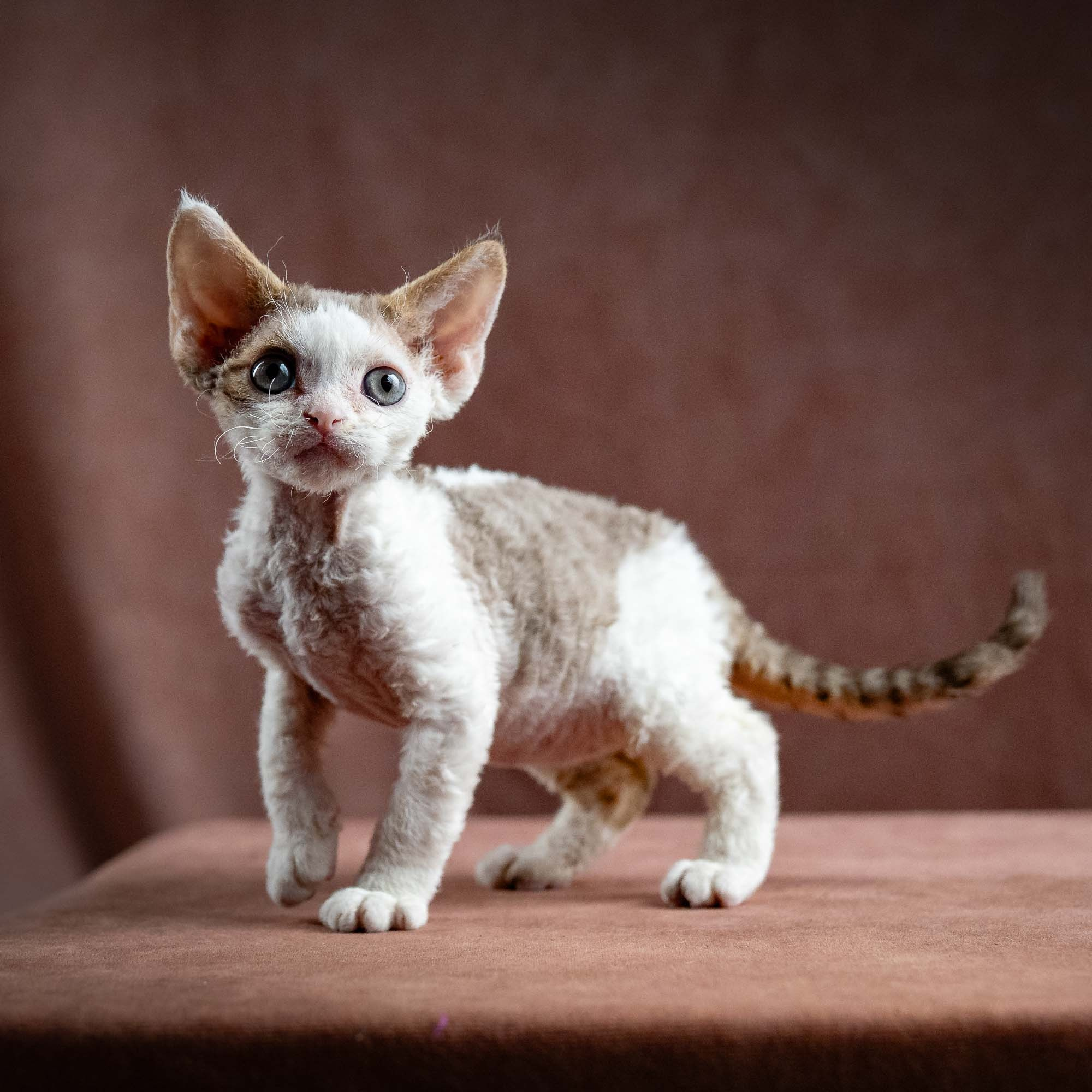 Hector,  boy, born 04.20.25. Devon Rex Pixie Cattery
