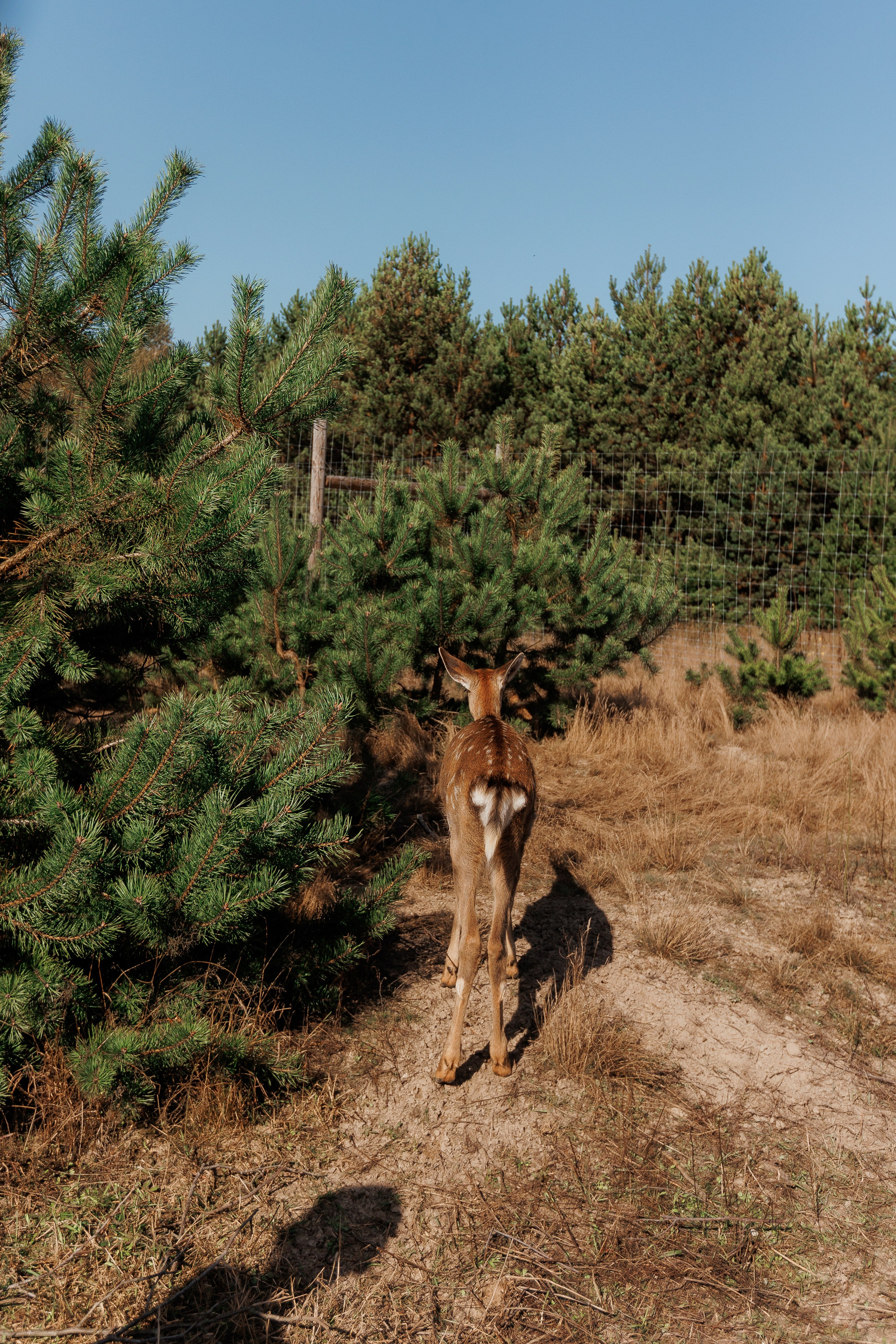 Екопарк Аміла. Ірина Терещук