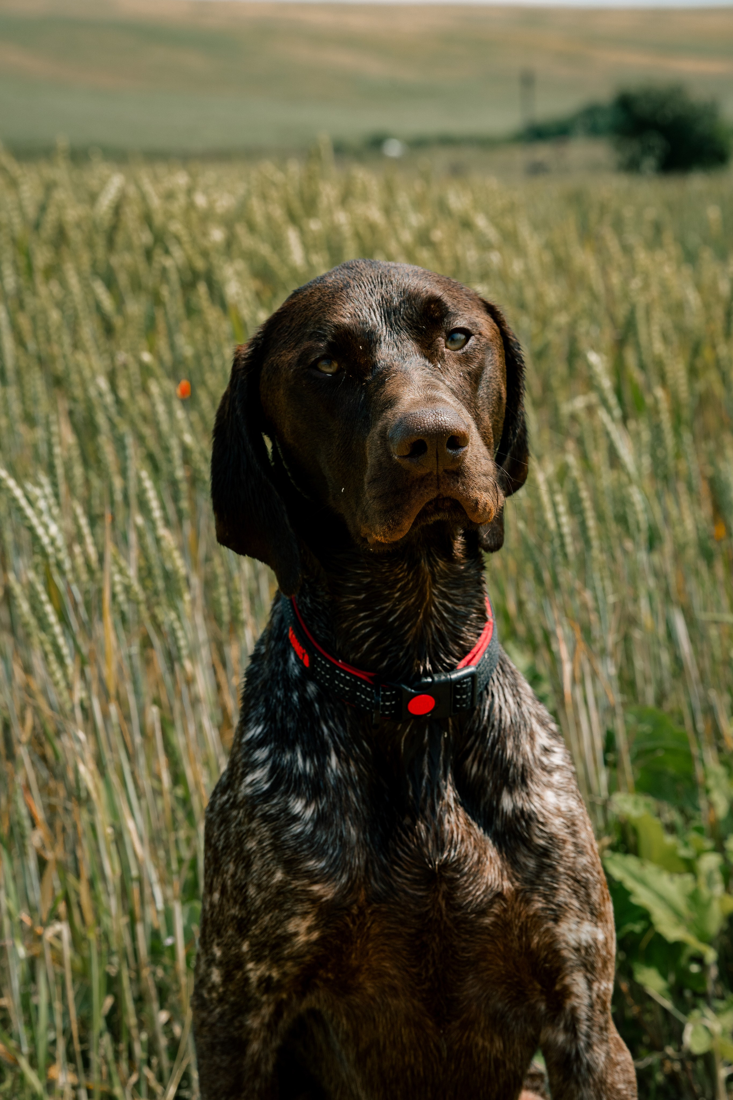 Pets. Ryan Hewitt Photographer