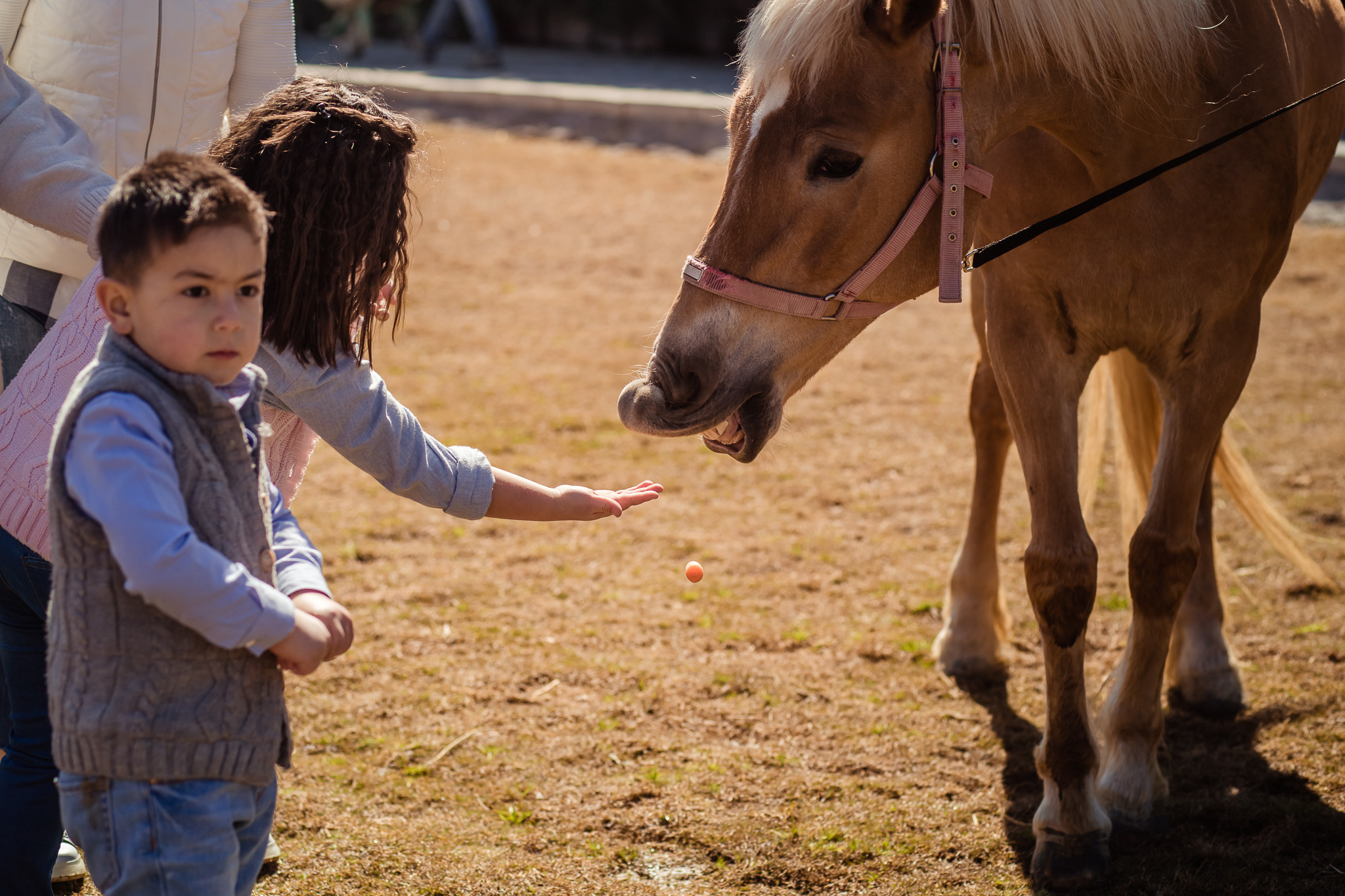 Family photo session on a farm in Urla