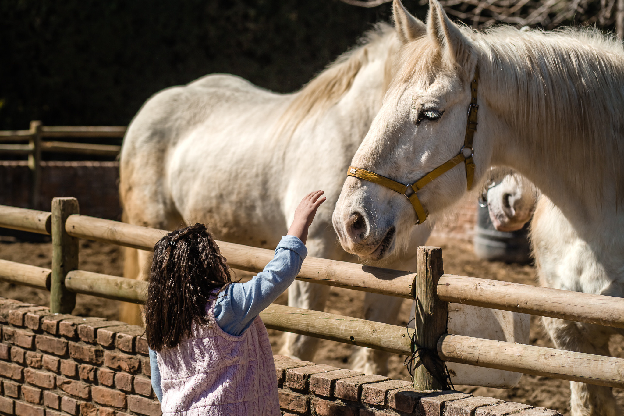 Family photo session on a farm in Urla