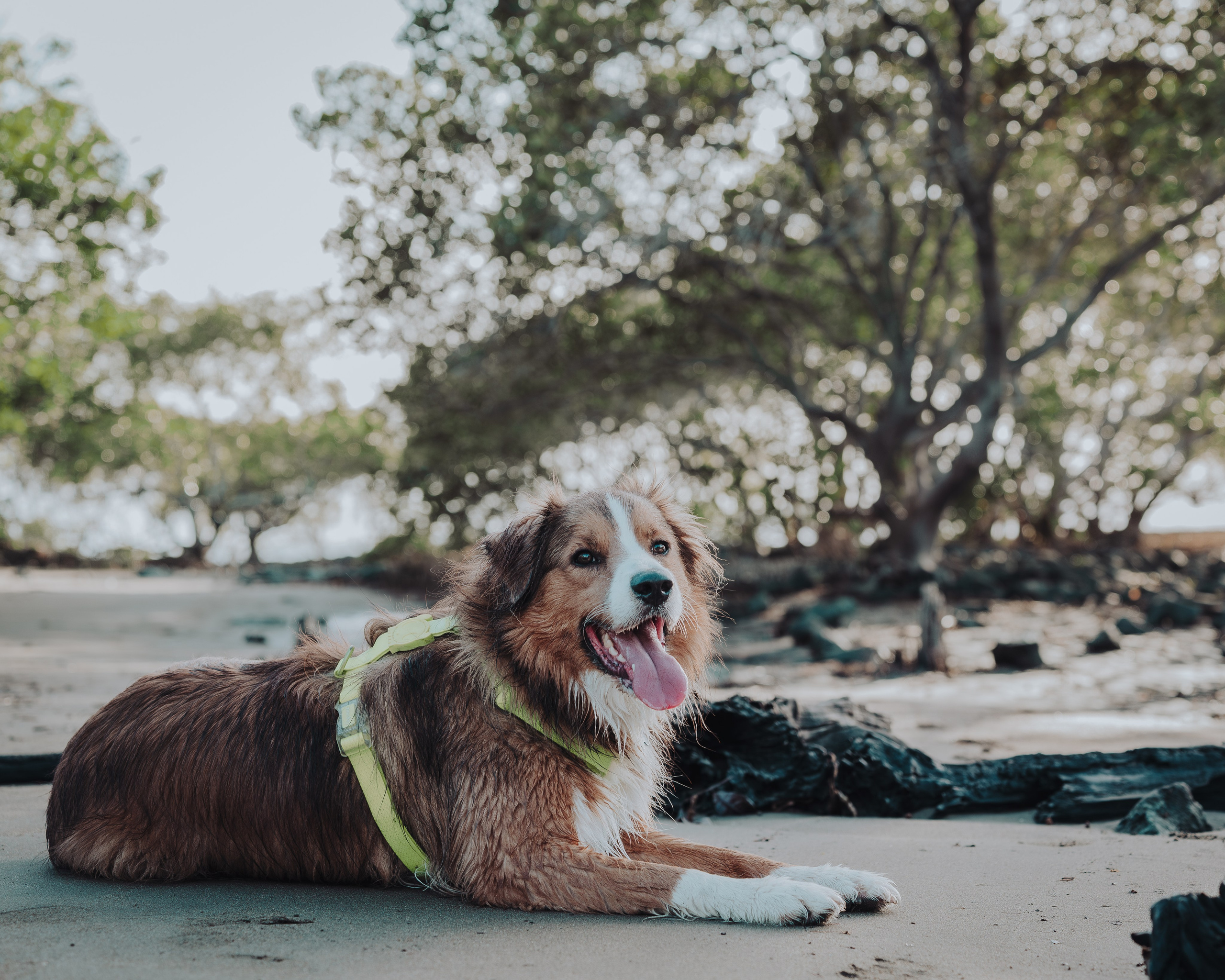 Pet — BorderColie. JS Photoshoot | Family, Events & Pet Photographer in Brisbane