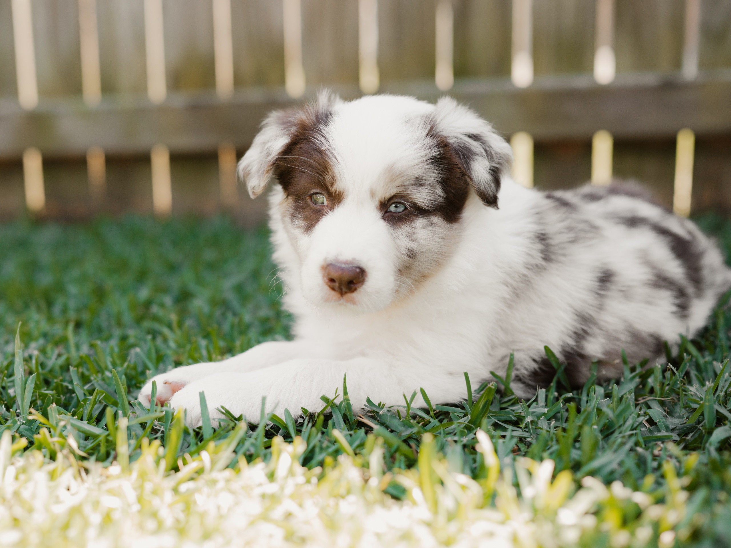 Goldies Collies — Pups. Natural and candid photography Jean Santiago