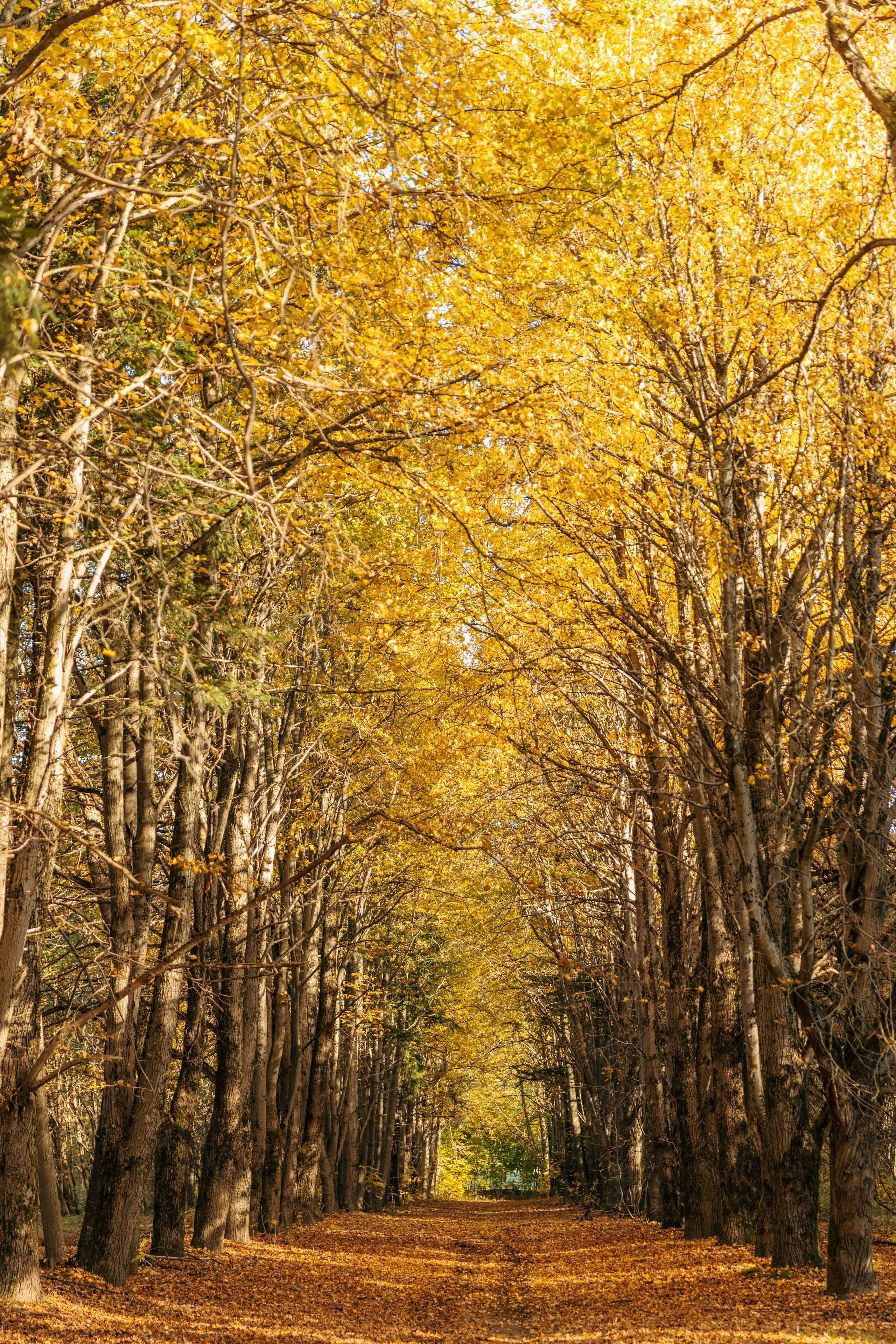 Best Autumn Photoshoot Locations in Vilnius: Top Spots to Capture the Fall Colors. Framed by Evelina | Destination Wedding Photographer from Lithuania | Europe