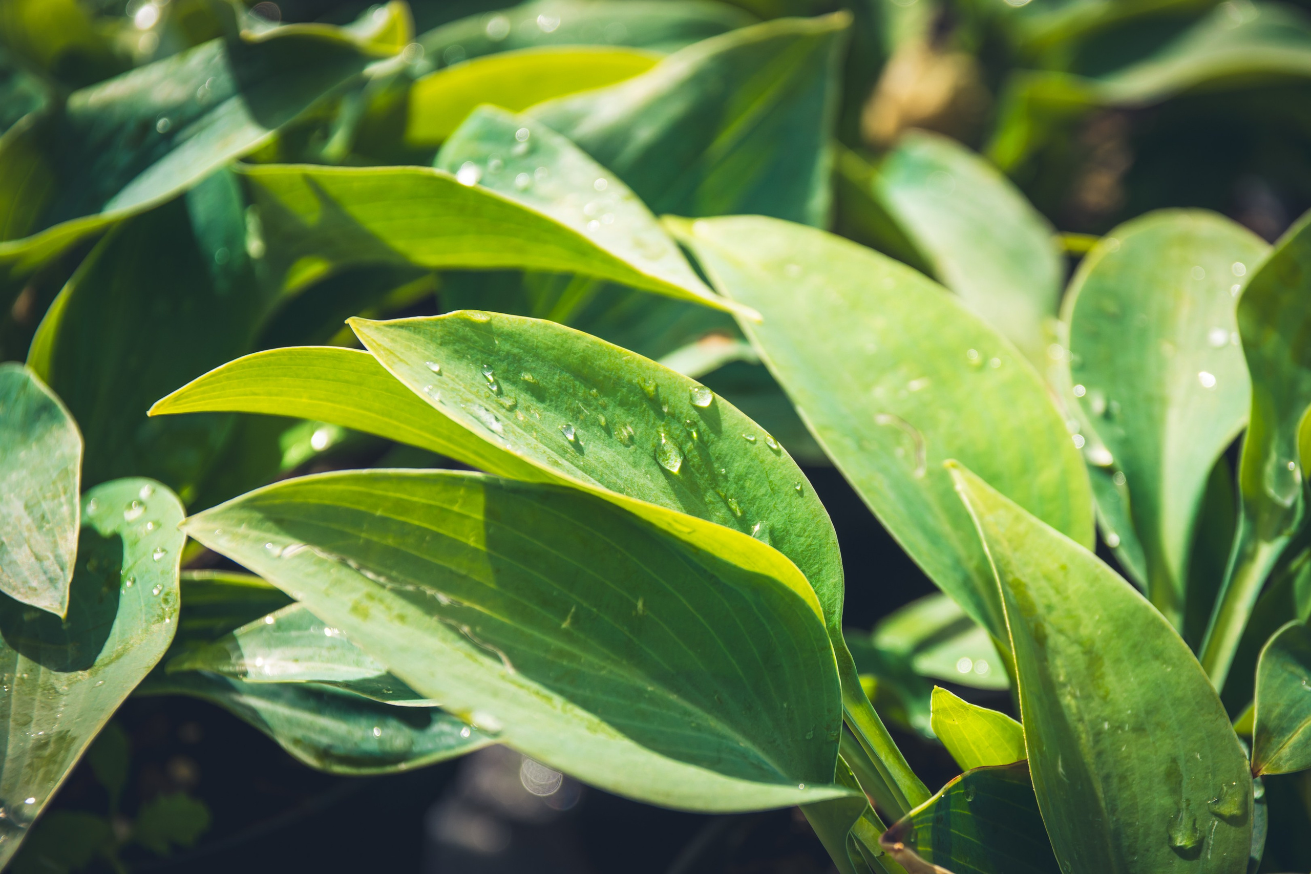 Saarema, reis. Nebula 25 — Fotod teie hingele