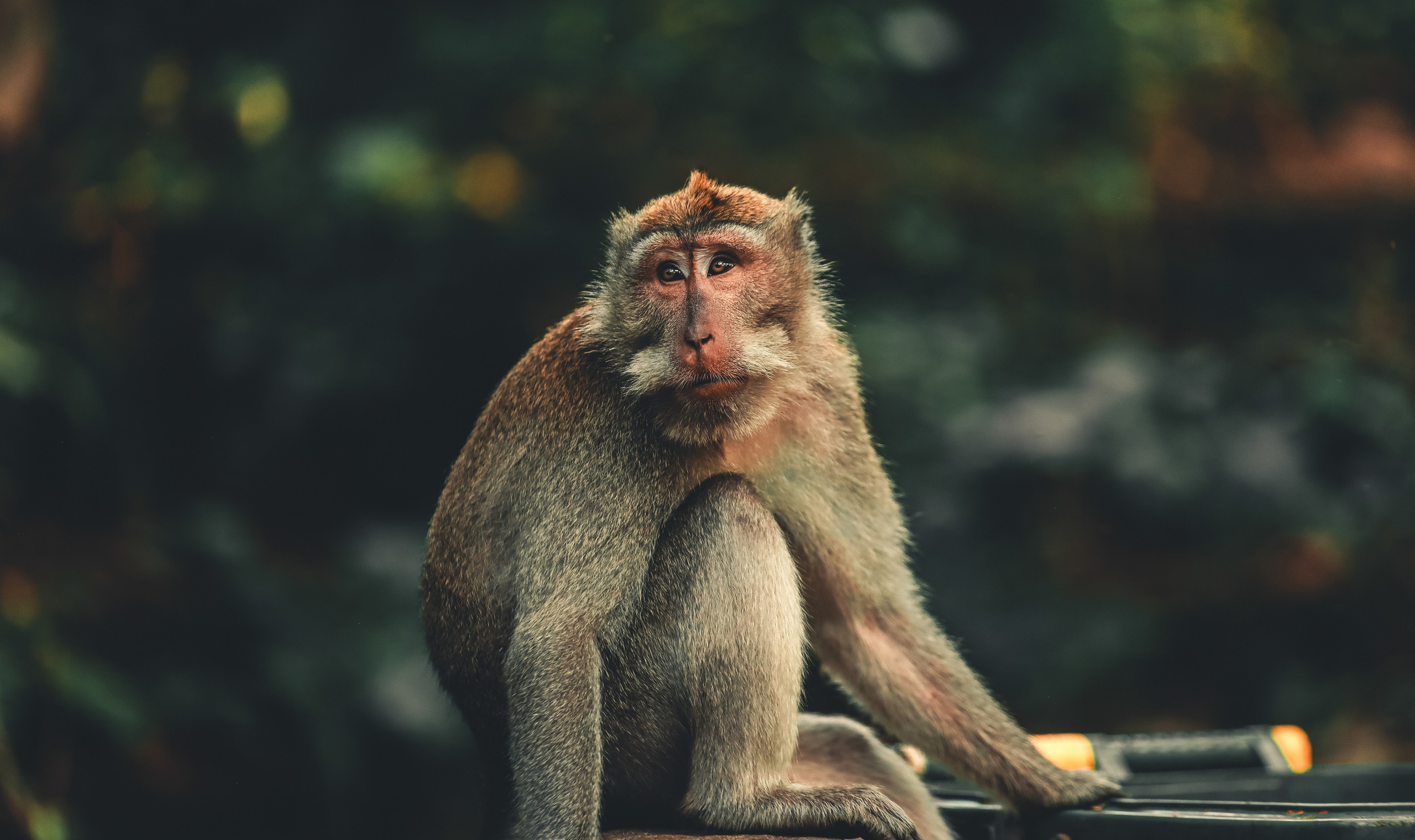 INDONESIE. Photographe Karen Tatevosian