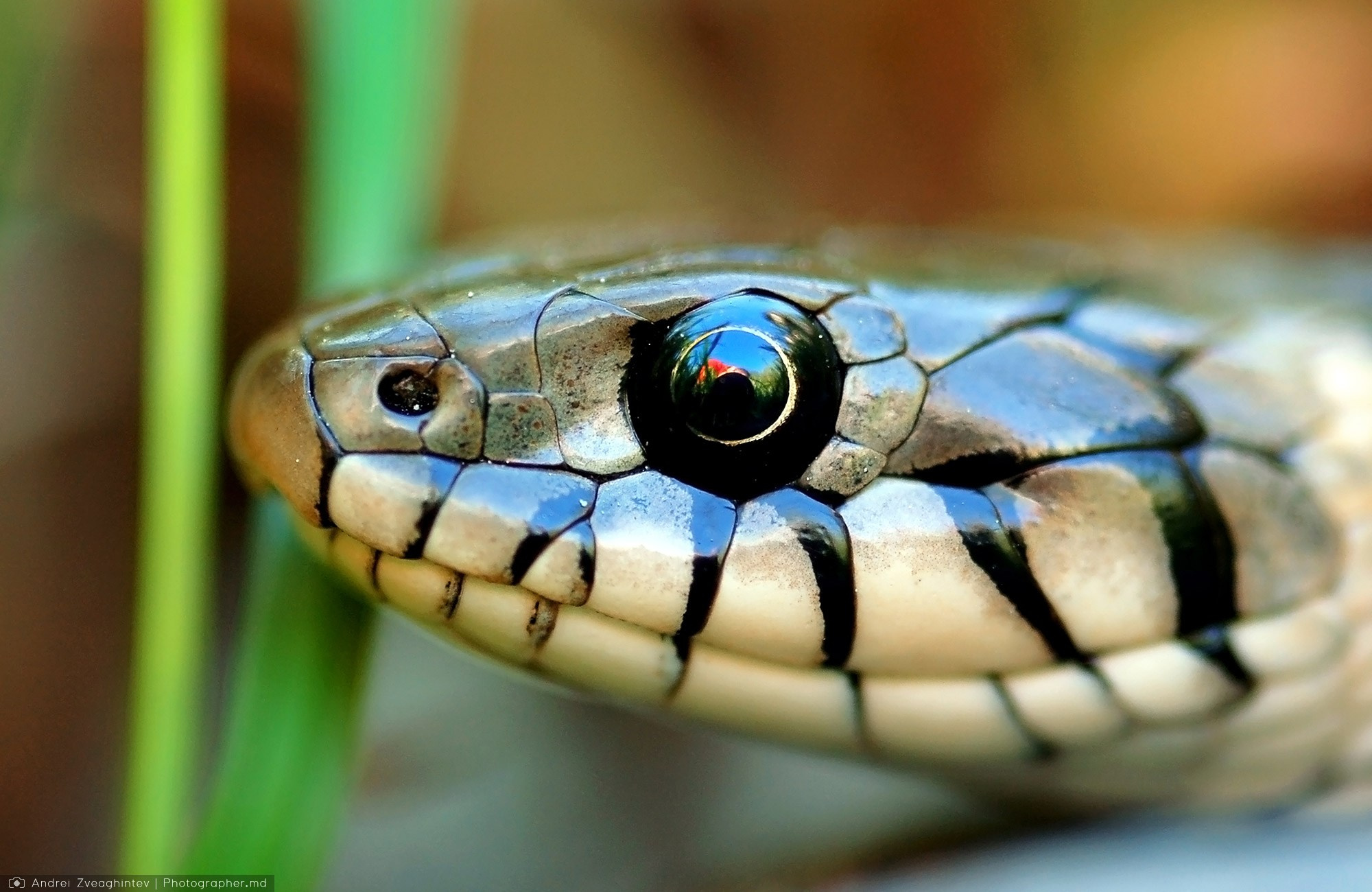 Fotograf natura in Moldova - Andrei Zveaghintev. Fotograf nunta si familie in Moldova, Chisinau - Andrei Zveaghintev