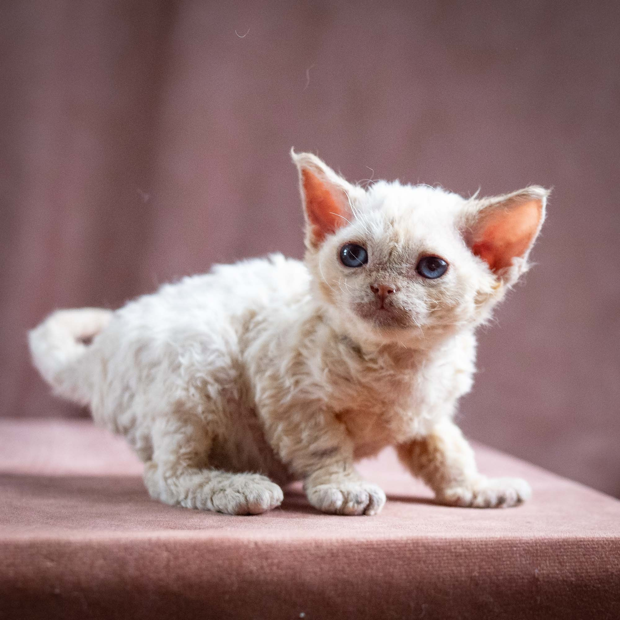 Quennie,  girl, born 02.14.26. Devon Rex Pixie Cattery