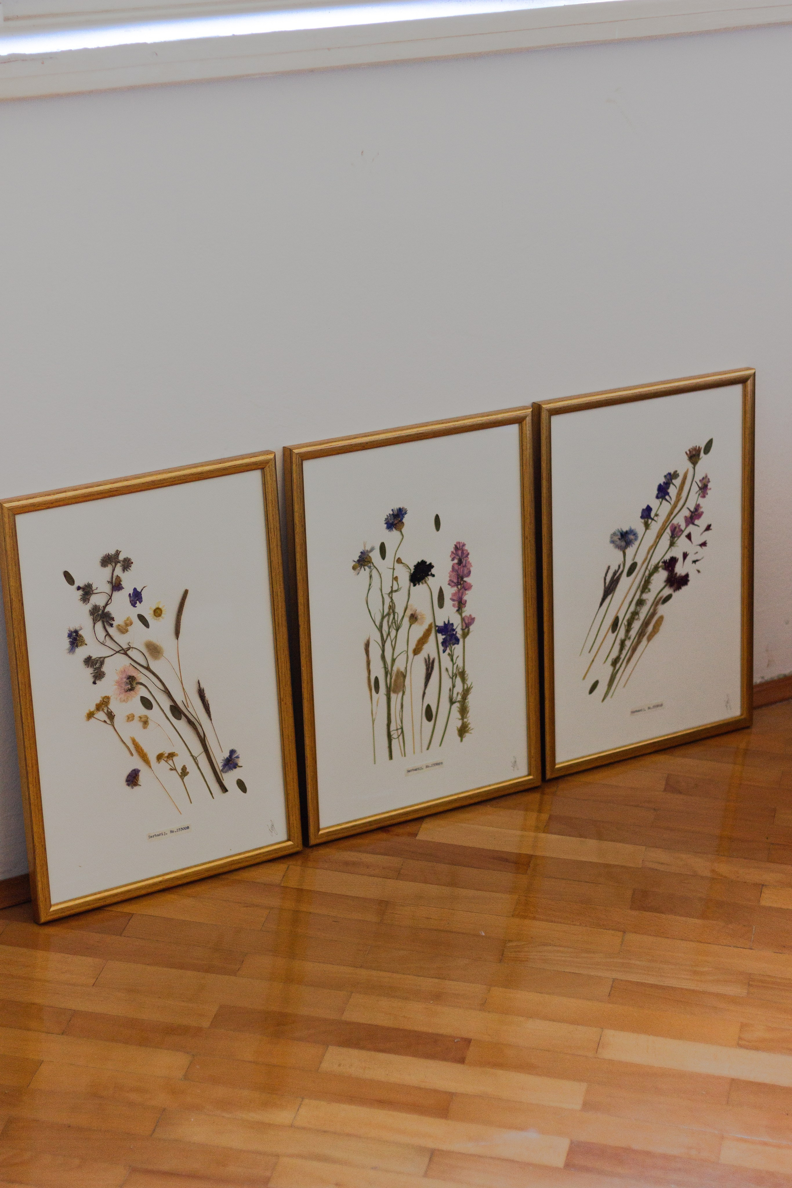 Herbarij, presa, okvir, slika, ručni rad, herbarium, art, umjetnost, home made, artistic