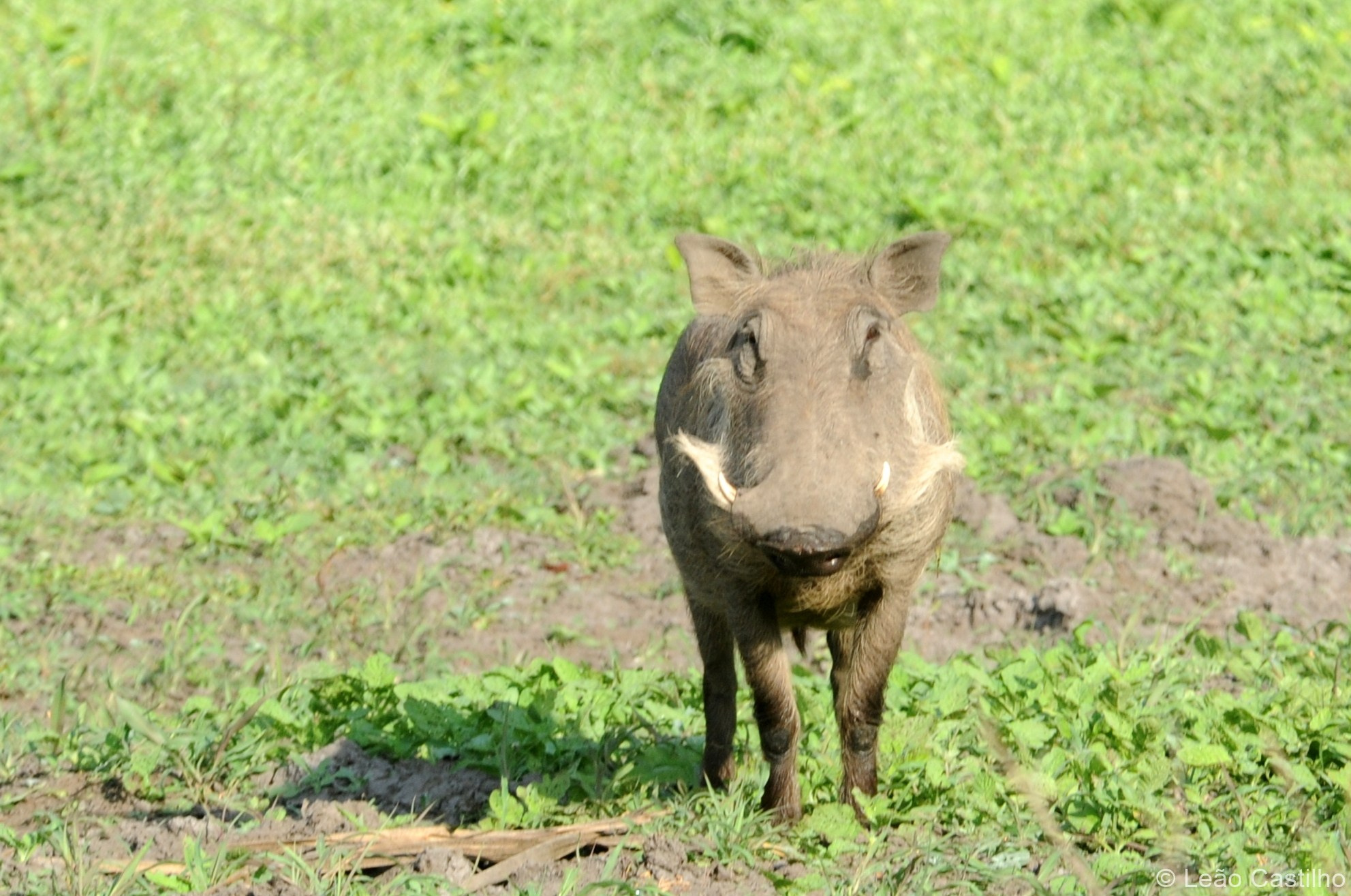 Photos of animals. Simbahalu