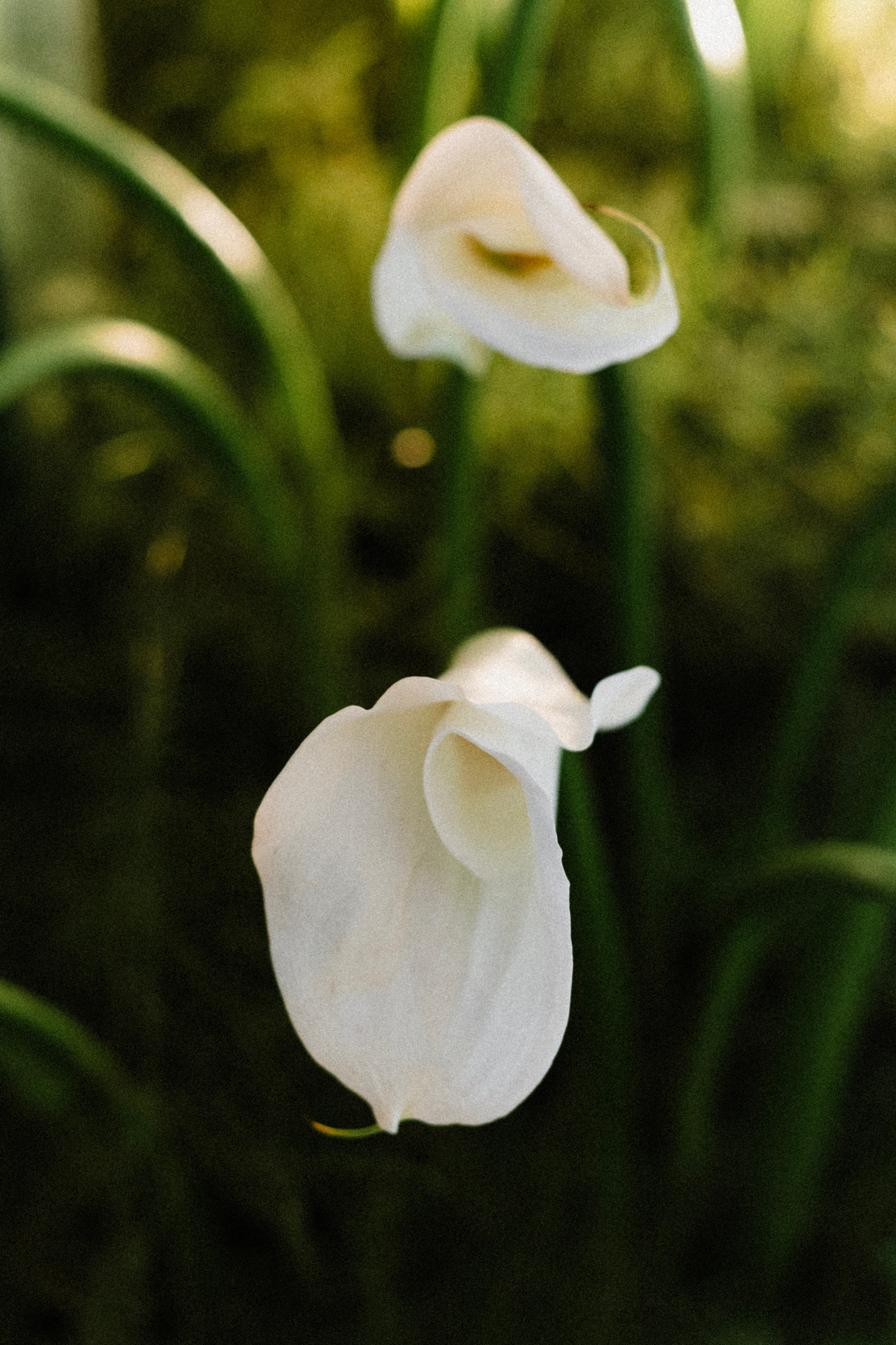 Noivado Dânia e Gustavo. Olhares Litúrgicos