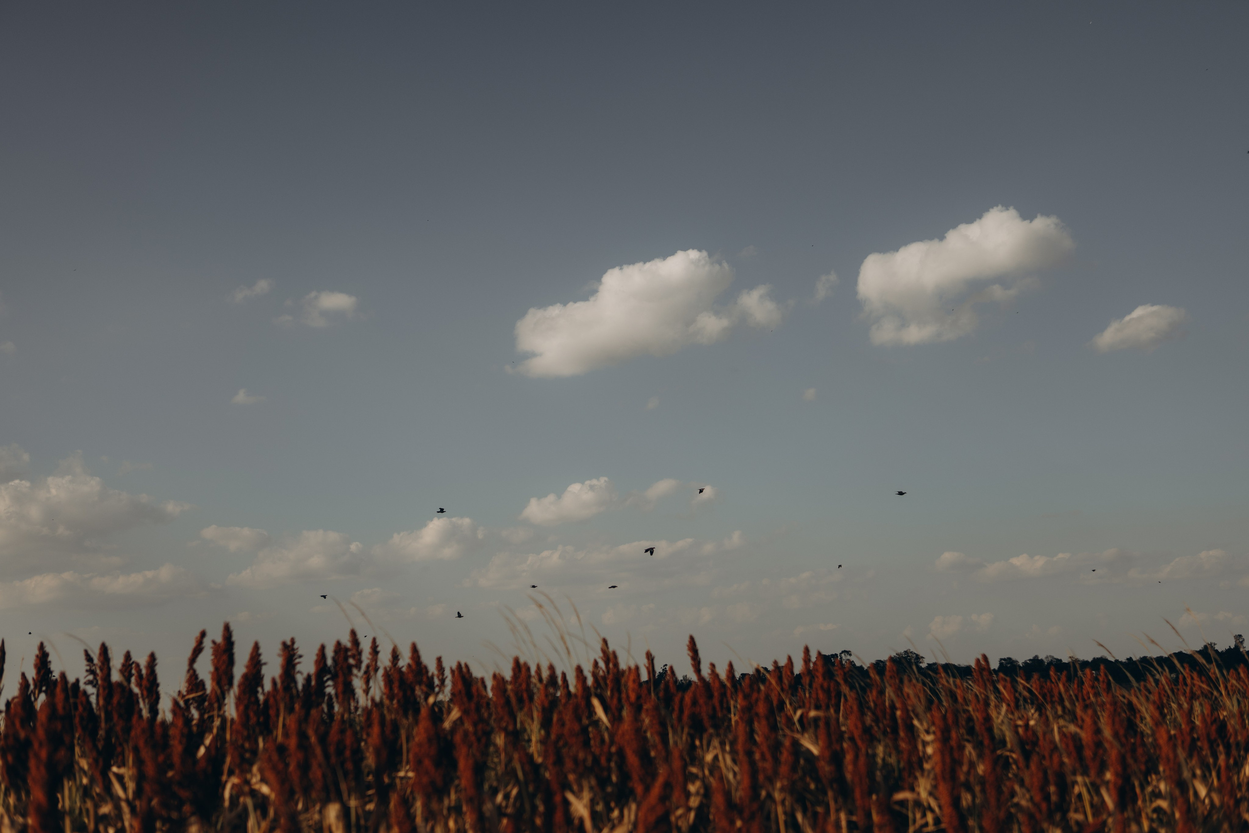 detalhe da paisagem em ensaio externo com luz natural em Sorocaba