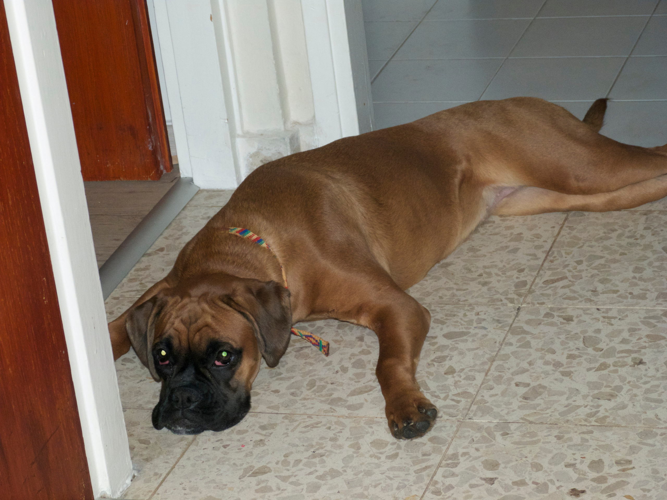 My ״Star״ Boxer Dog