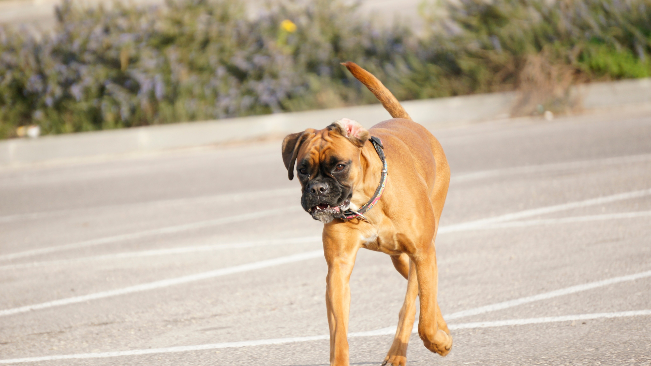 My ״Star״ Boxer Dog