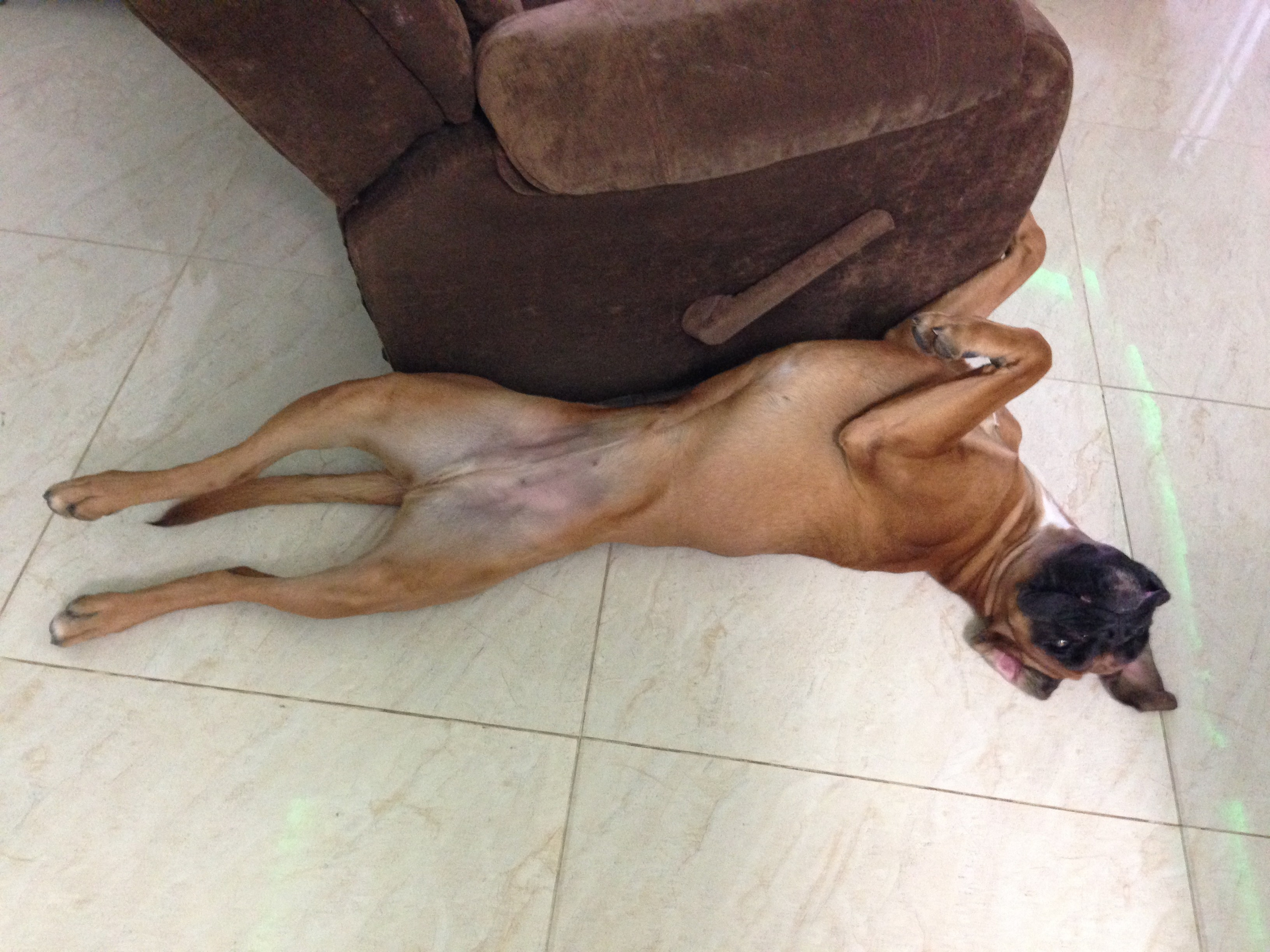 My ״Star״ Boxer Dog