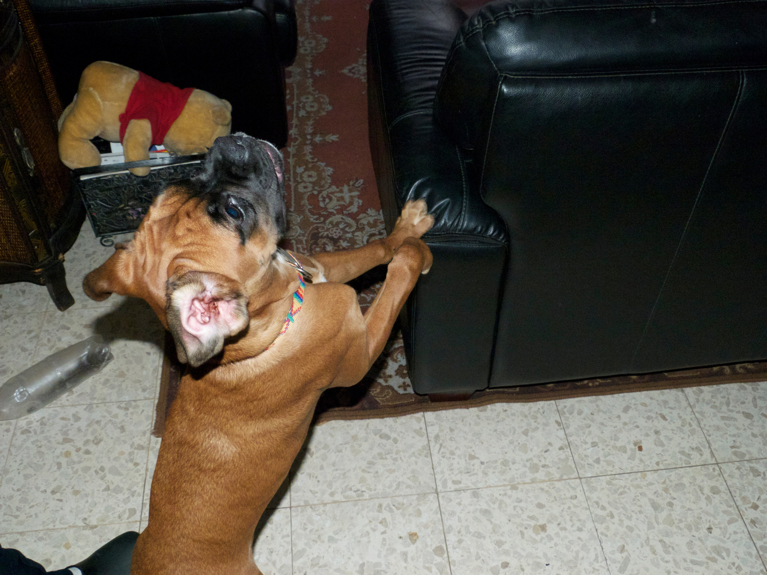 My ״Star״ Boxer Dog