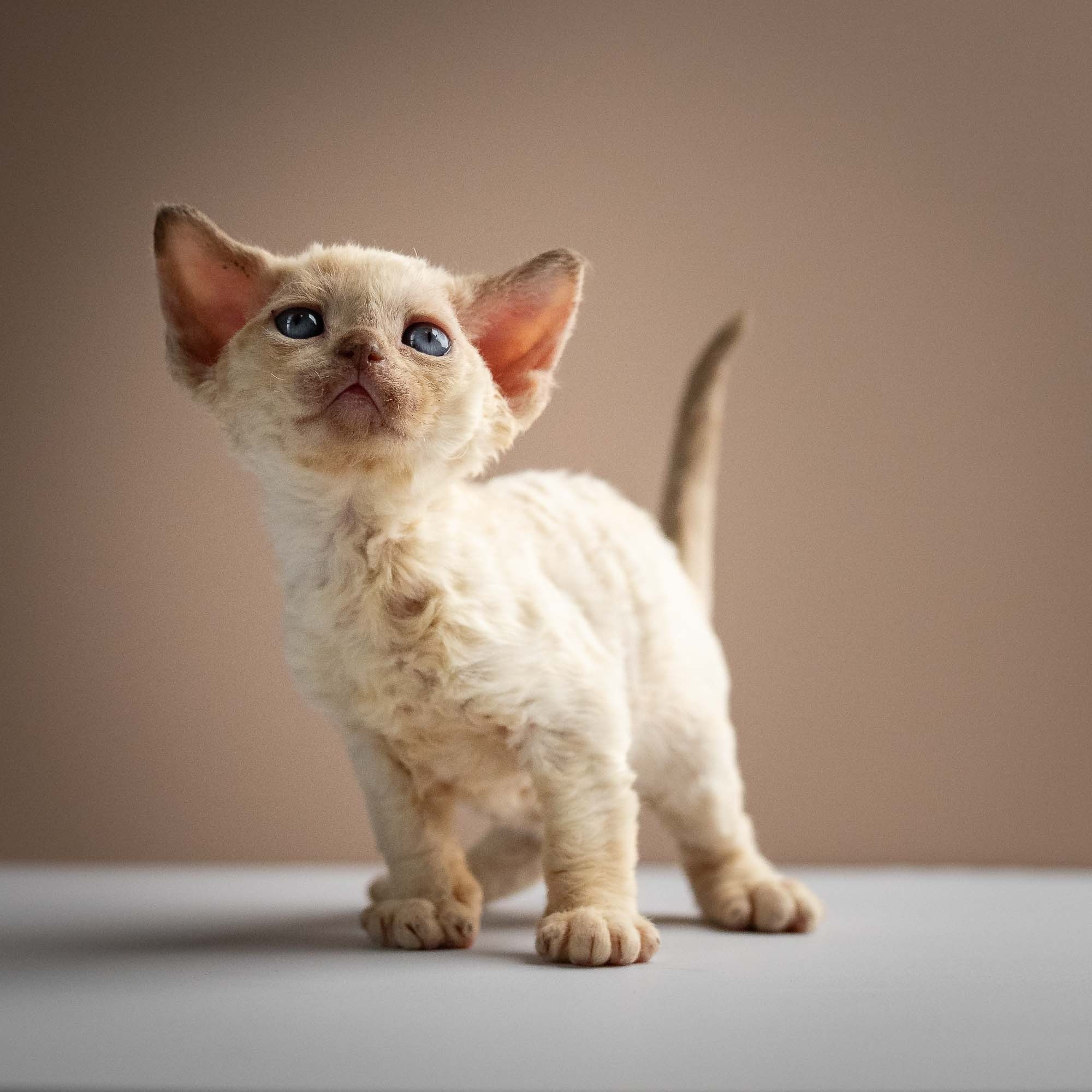 Rosalie,  girl, born 05.08.26. Devon Rex Pixie Cattery