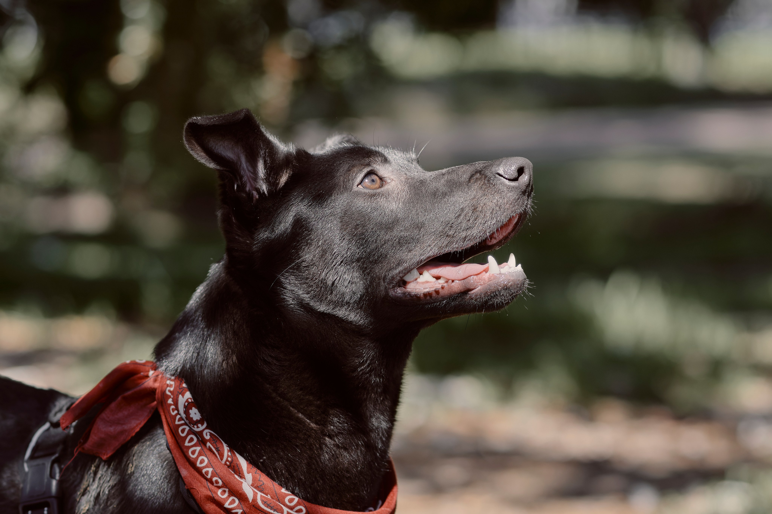 Frankell & Ruben. Valssy – Fotografía de mascotas en Uruguay. Retratos profesionales de perros y gatos