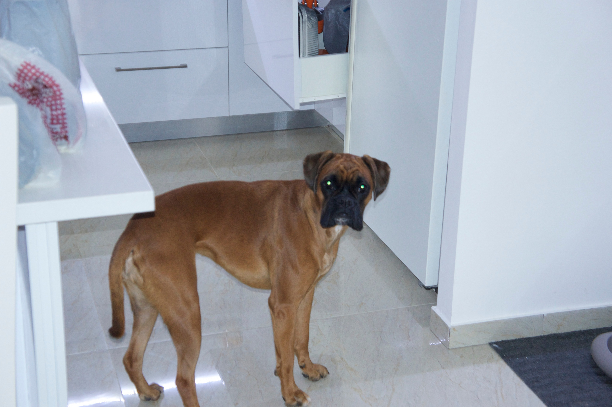My ״Star״ Boxer Dog