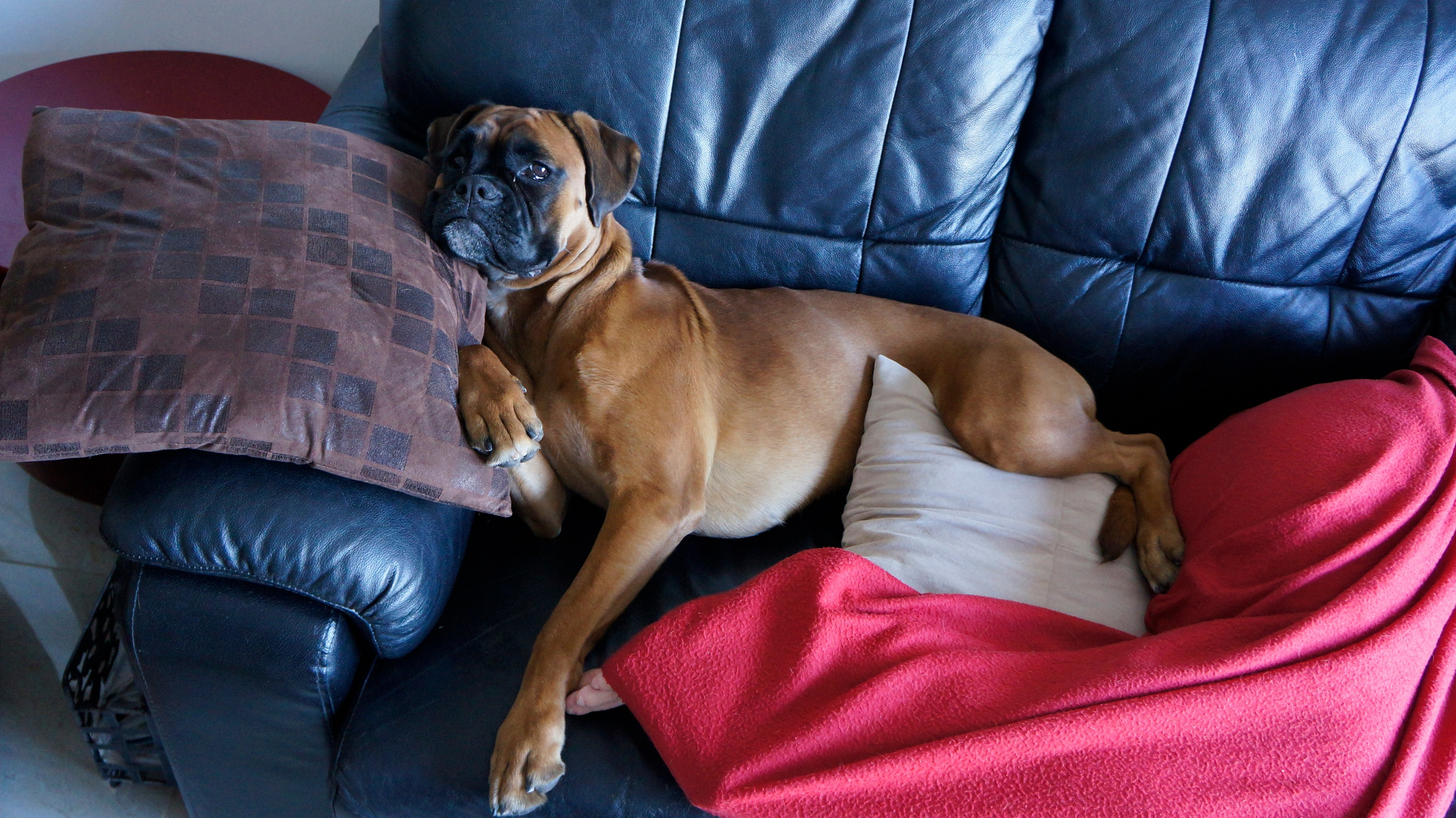 My ״Star״ Boxer Dog