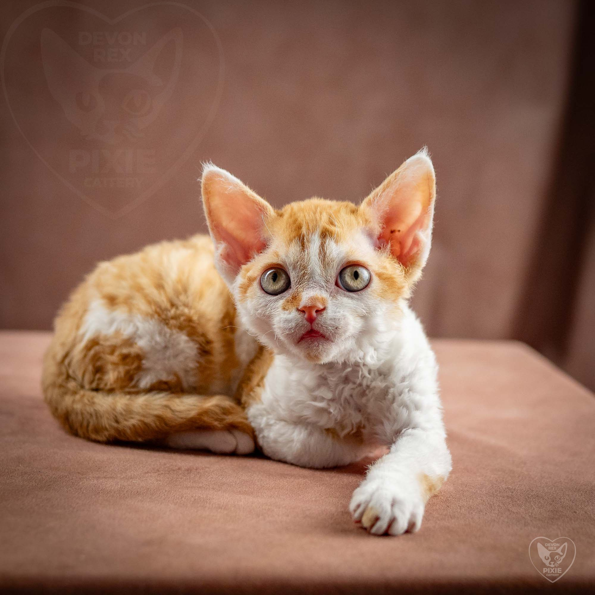 Gary,  boy, born on 01.18.25. Devon Rex Pixie Cattery