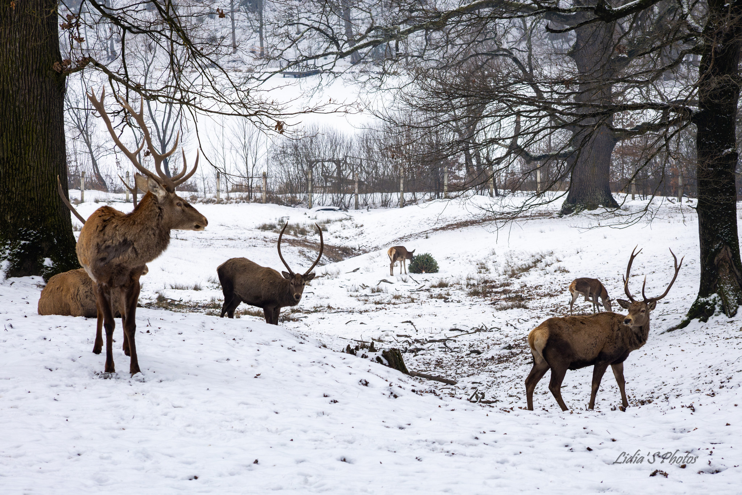 Flora și fauna. Fotograf. Lucrez cu oameni, produse și spații. Portret și fotografie creativă. Bacău, România. Lidia Savinoiu