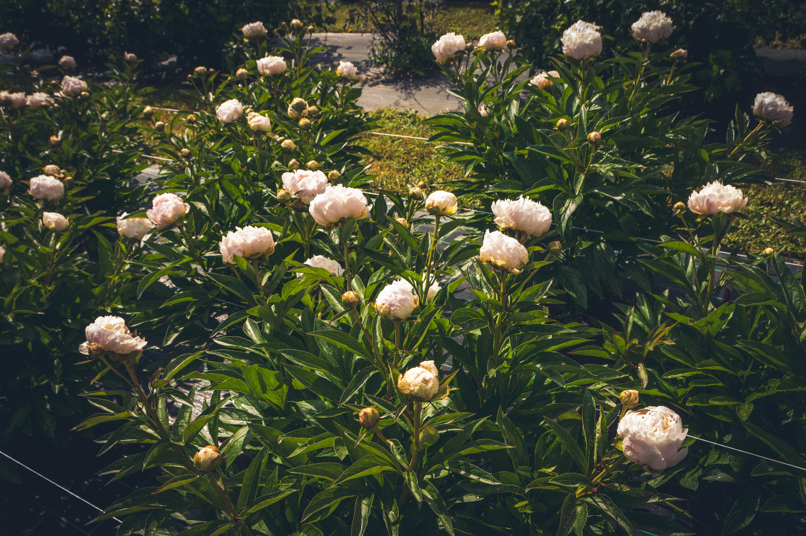 Saarema, reis. Nebula 25 — Fotod teie hingele