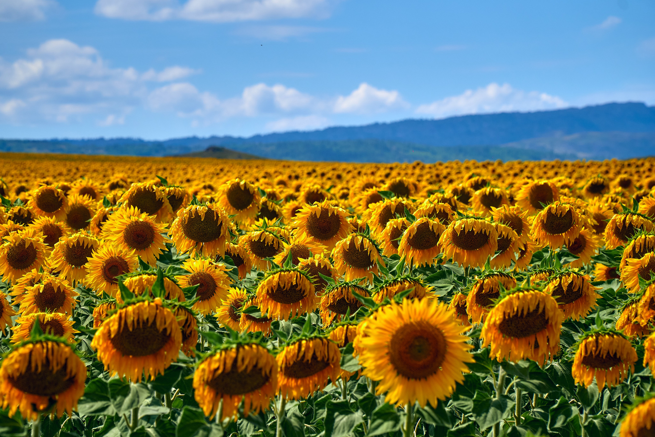 Сибины. Андрей Шипилов — Фотография & Видеография