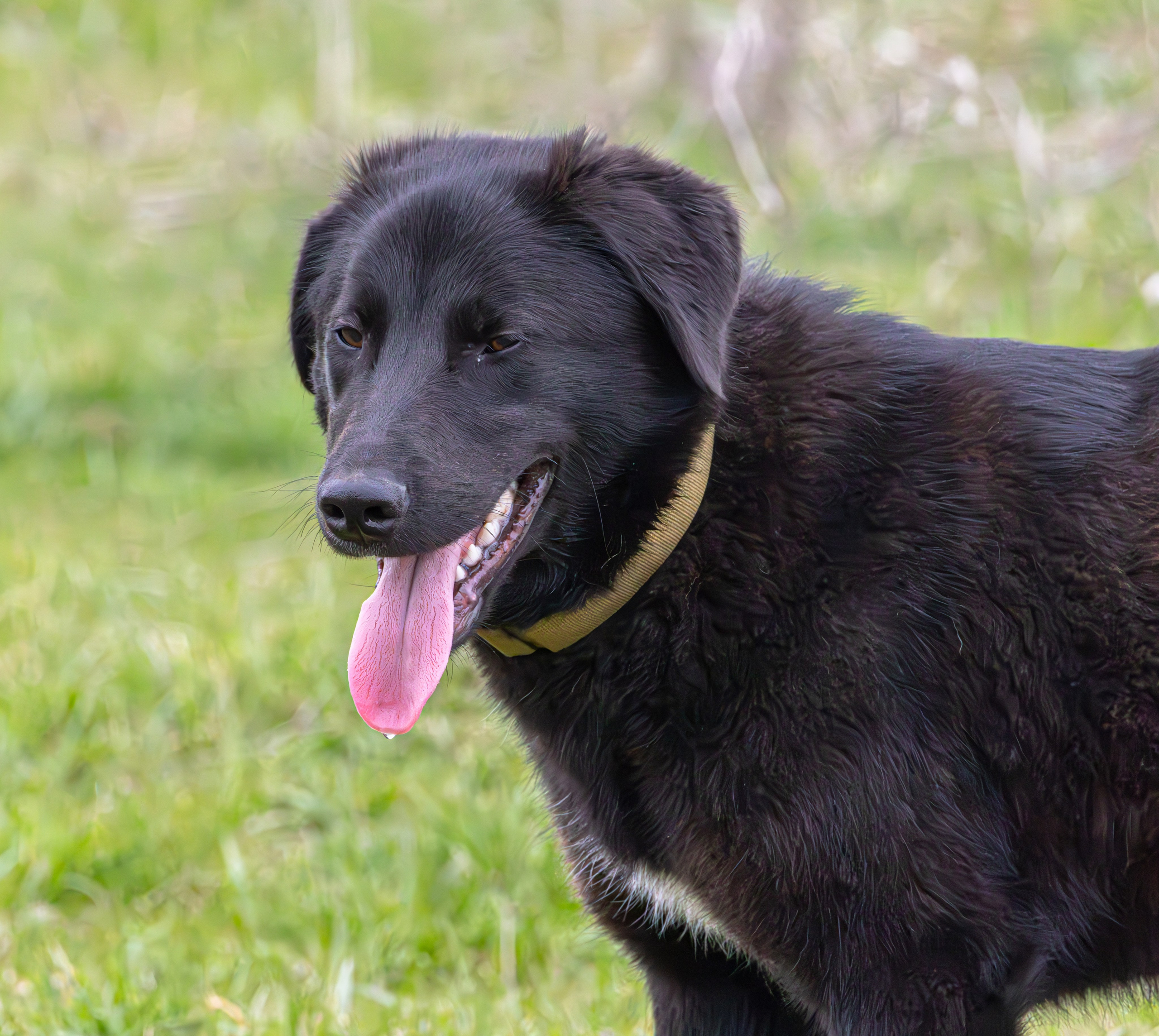 საგაზაფხულო გასეირნება წავკისისწყალის ხეობაში. FramefreeMan