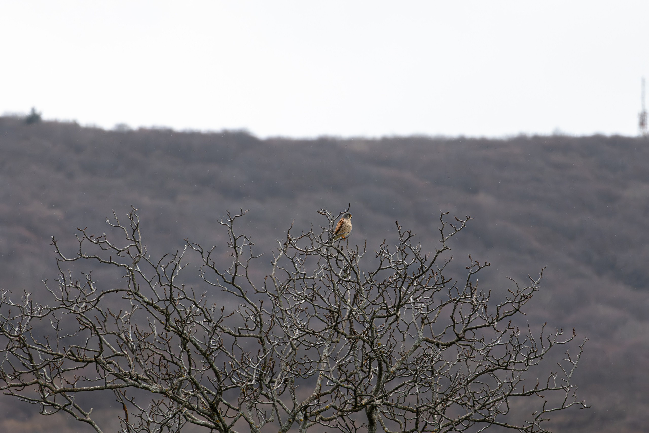 საგაზაფხულო გასეირნება წავკისისწყალის ხეობაში. FramefreeMan