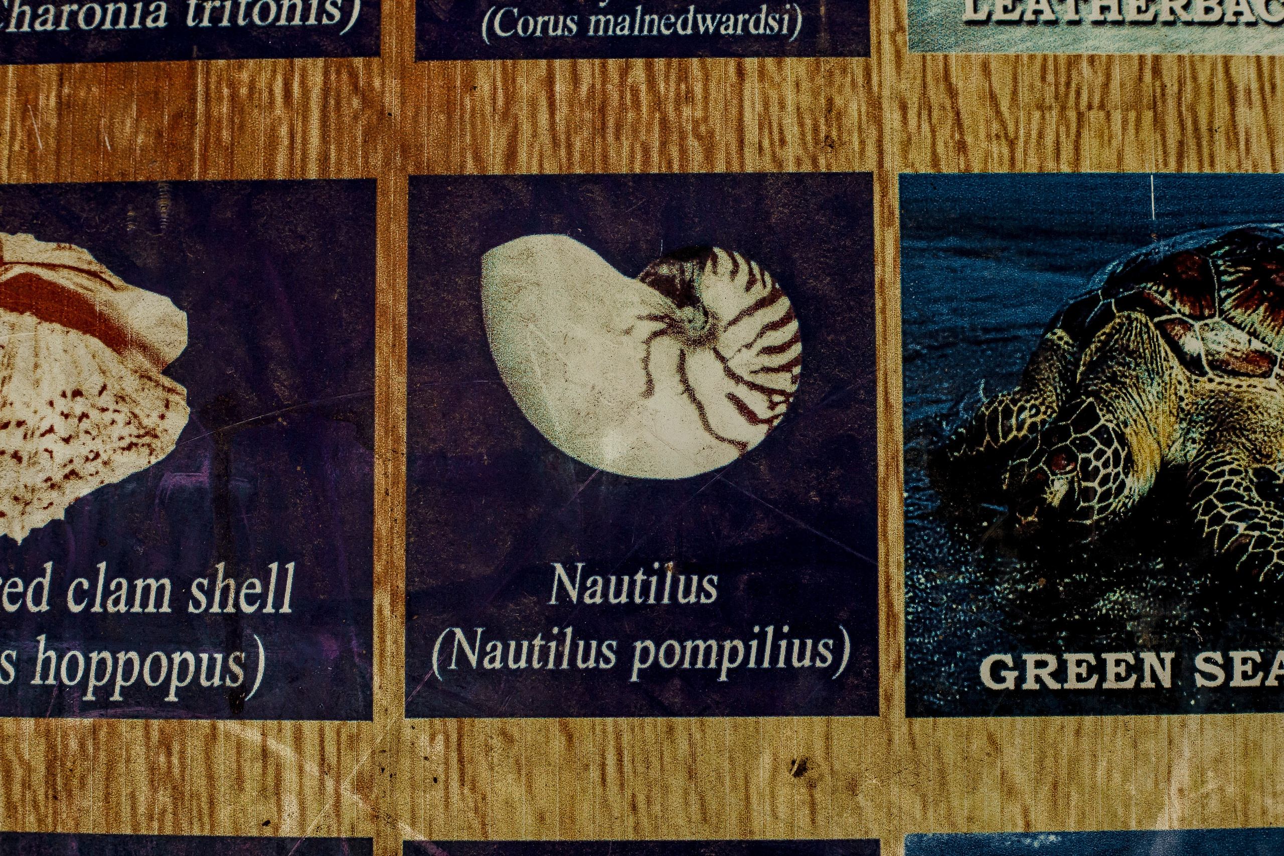 Andaman Island, part 1. Art Photographer