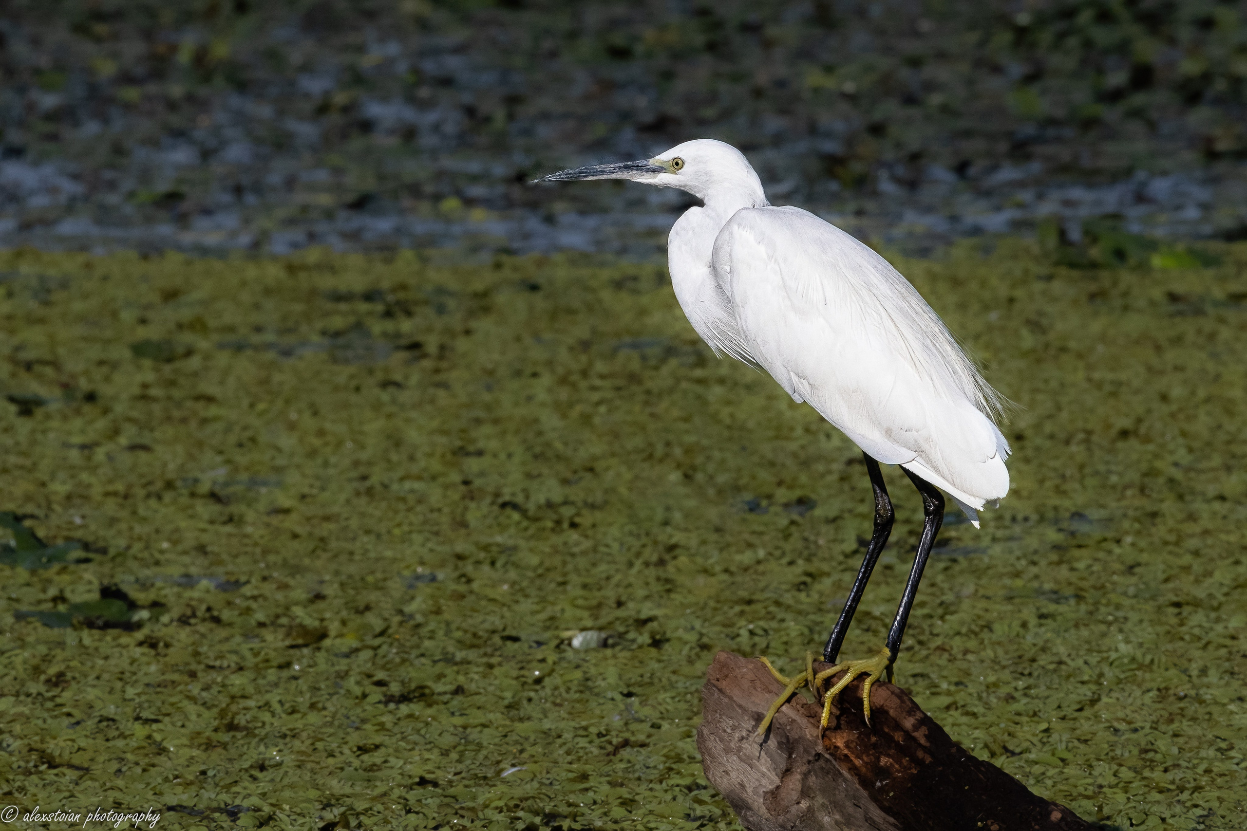 Delta Dunarii. Http://www.alexphoto.ro