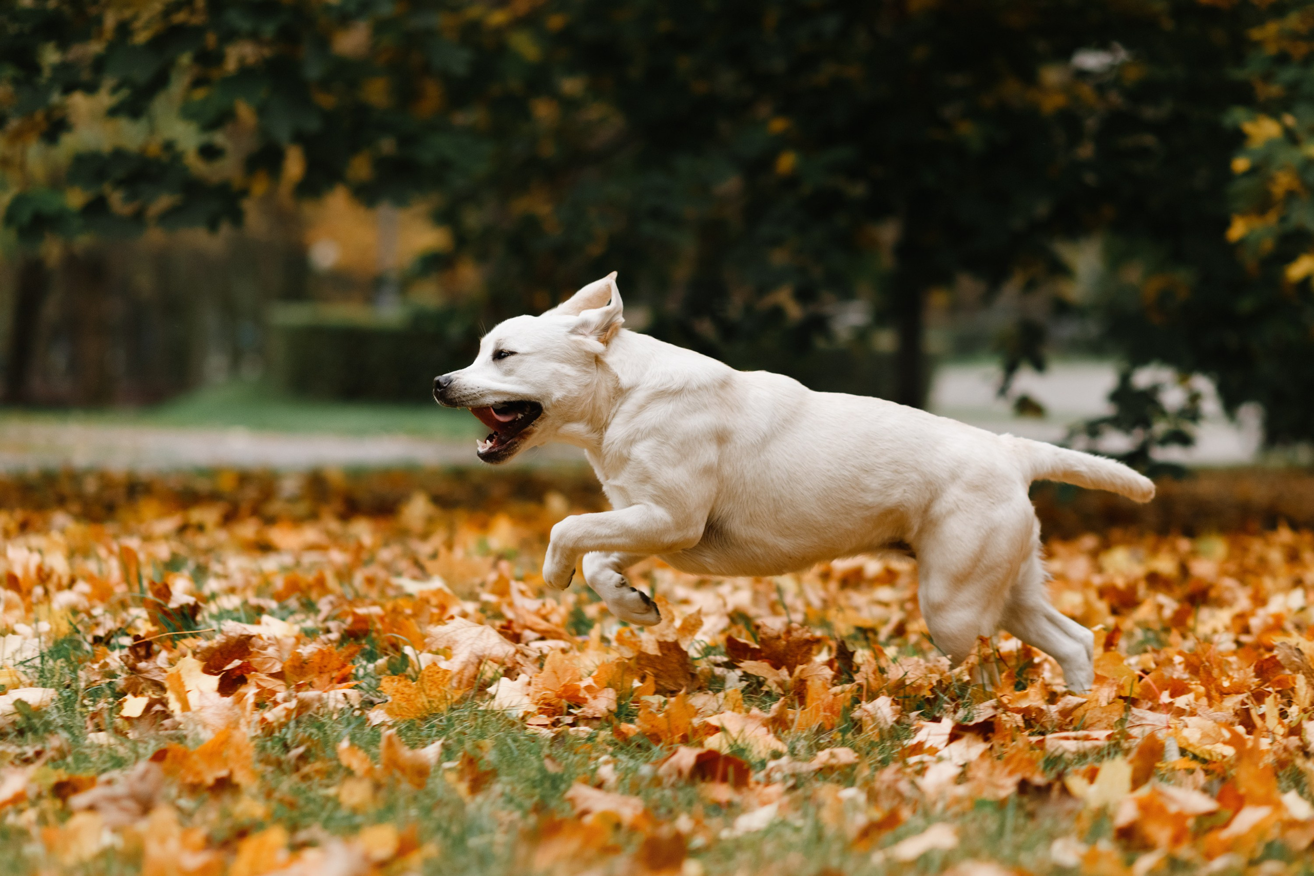 Tatiana & Tessa. Kaja | fotograf we Wrocławiu | ludzie i psy