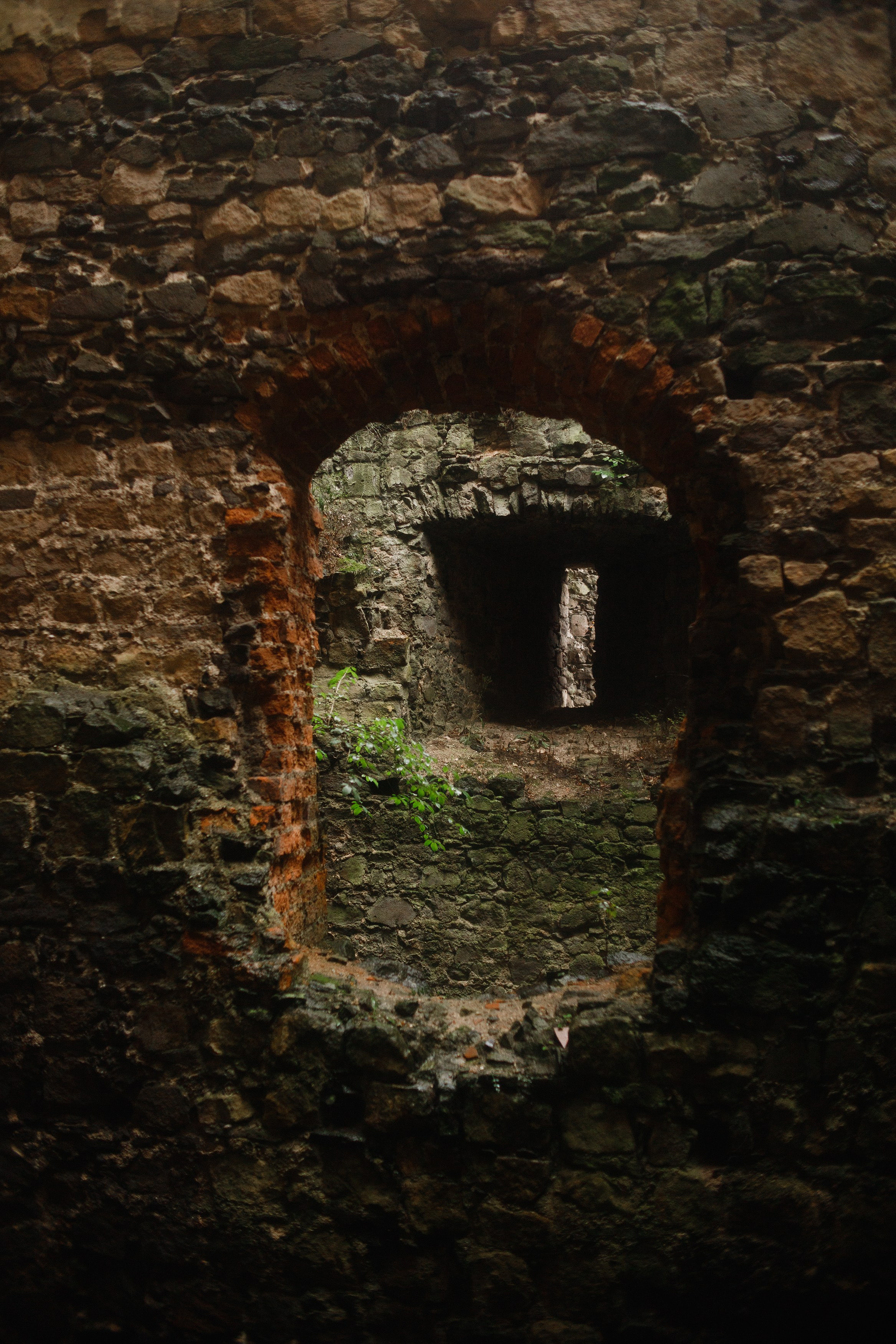 Zamek Grodziec. Kaja | fotograf psów we Wrocławiu