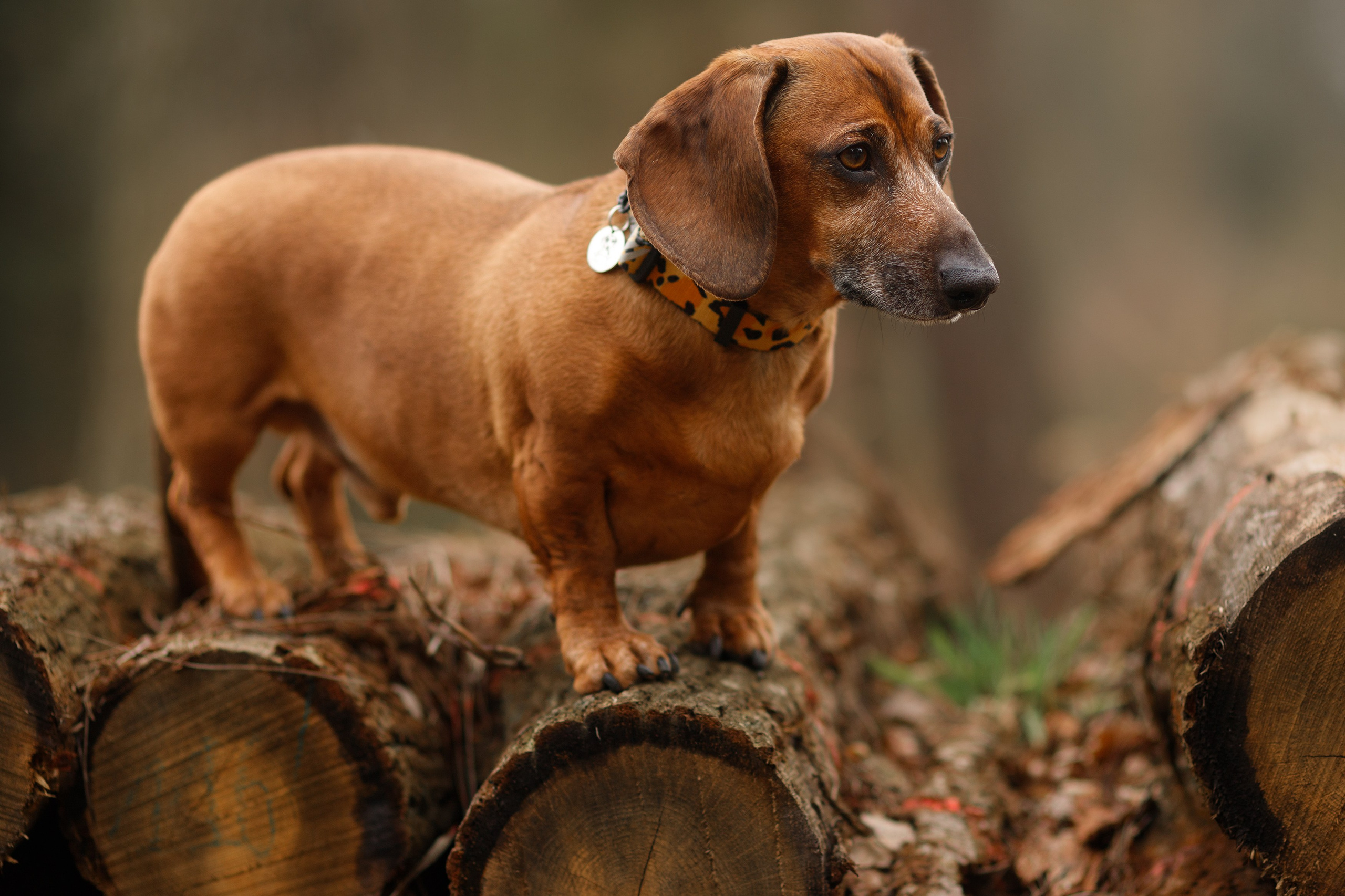 Ania, Franek & Vincent. Kaja | fotograf psów we Wrocławiu