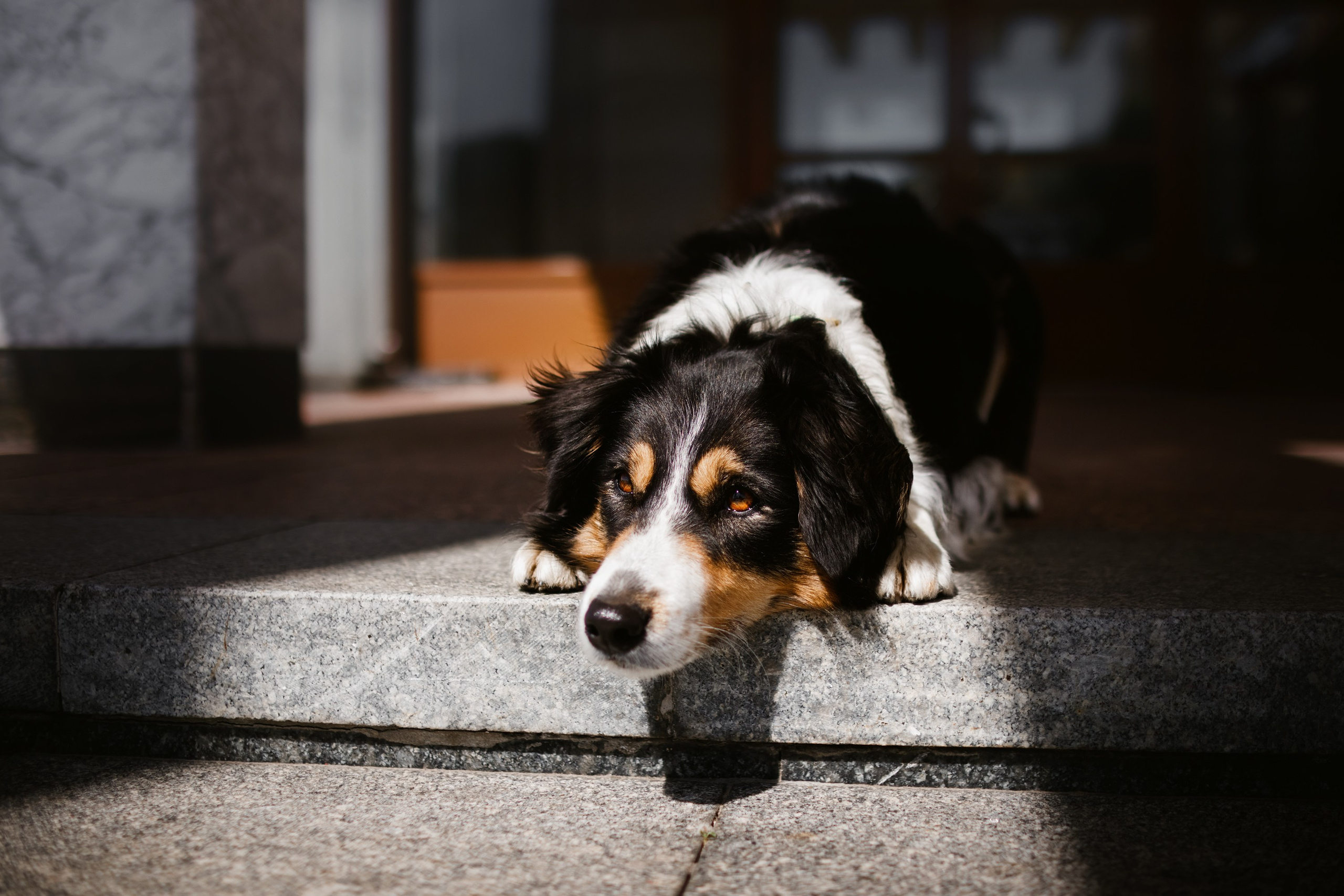 Dog trainer blog content. Kaja | fotograf we Wrocławiu | ludzie i psy