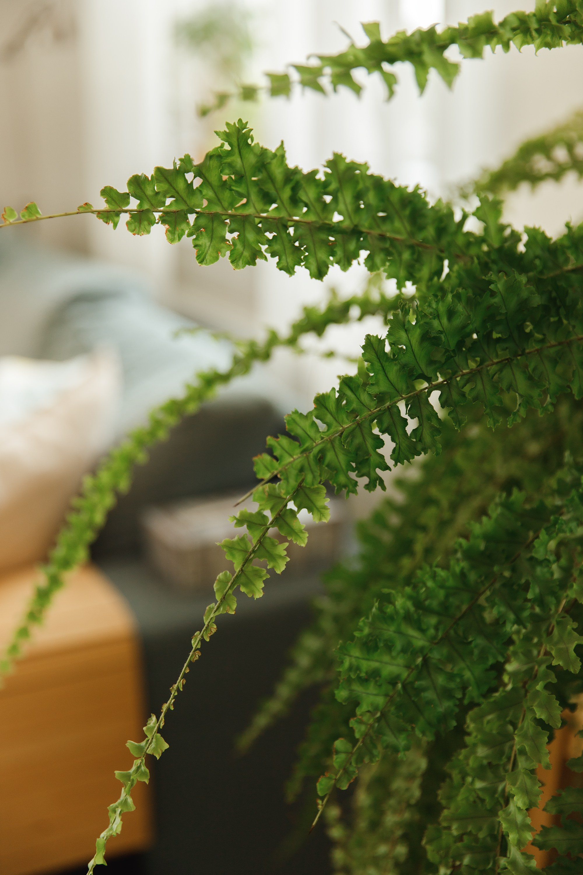 Agata | interior design. Kaja | fotograf we Wrocławiu | ludzie i psy